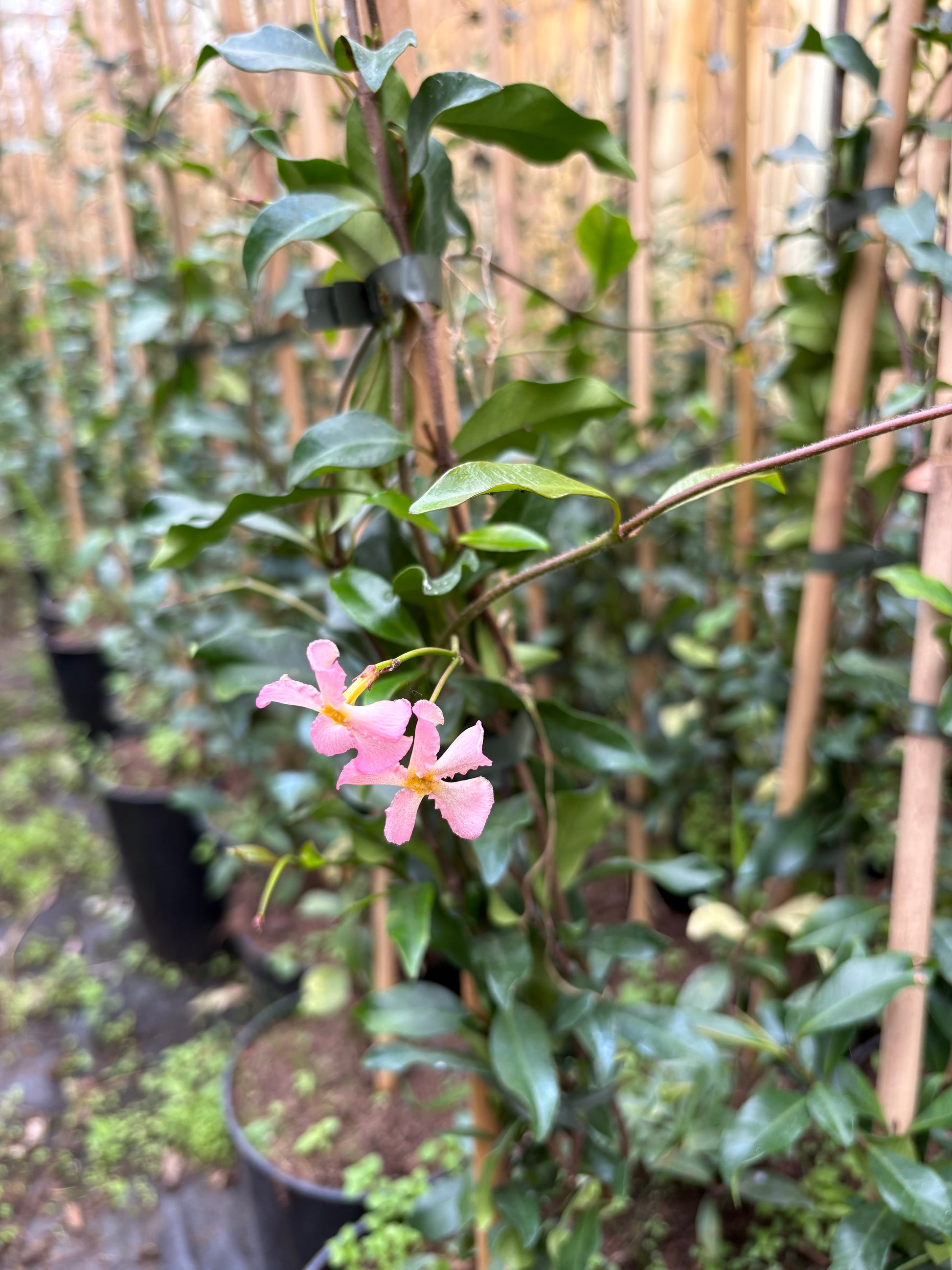 Toscaanse Jasmijn roze