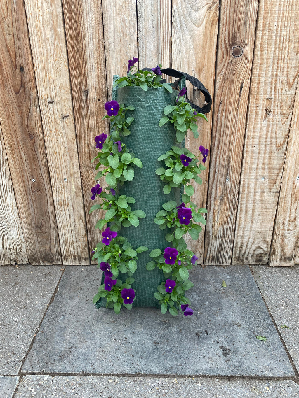 Wandhanger winterviool