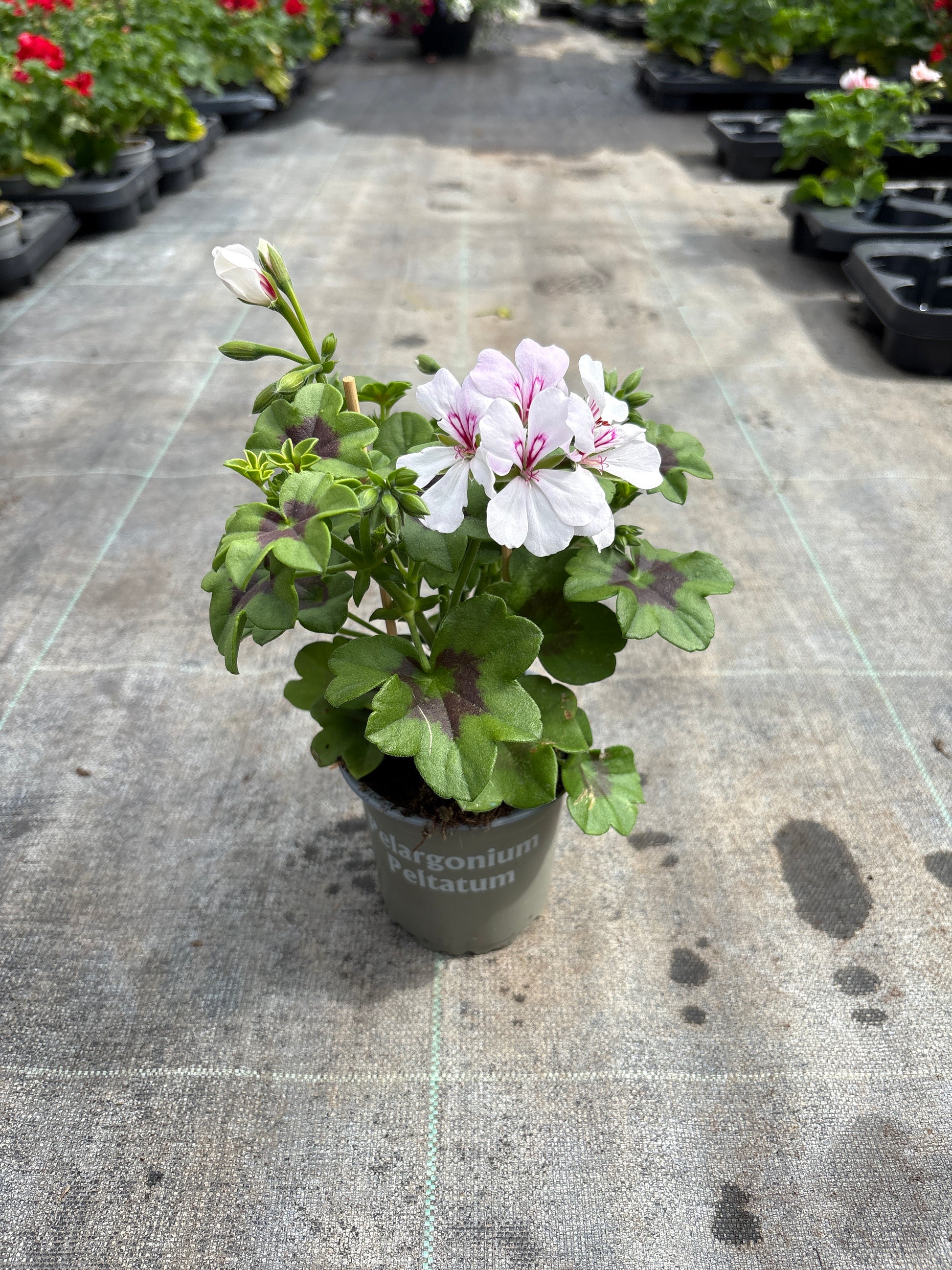 Geranium hang