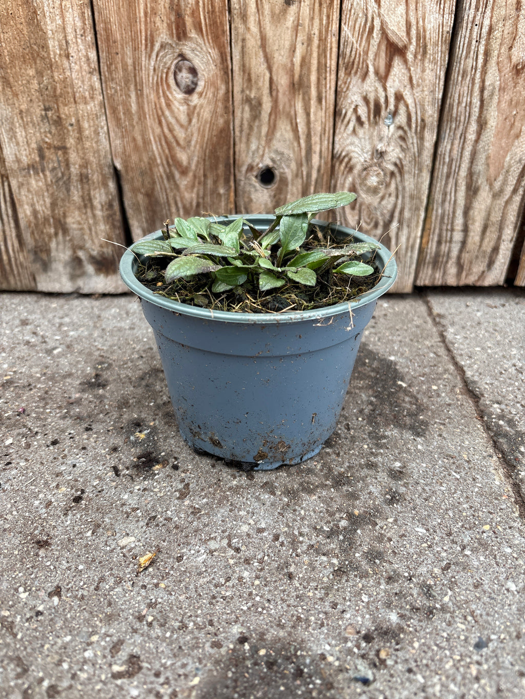 Rudbeckia fulgida vaste plant