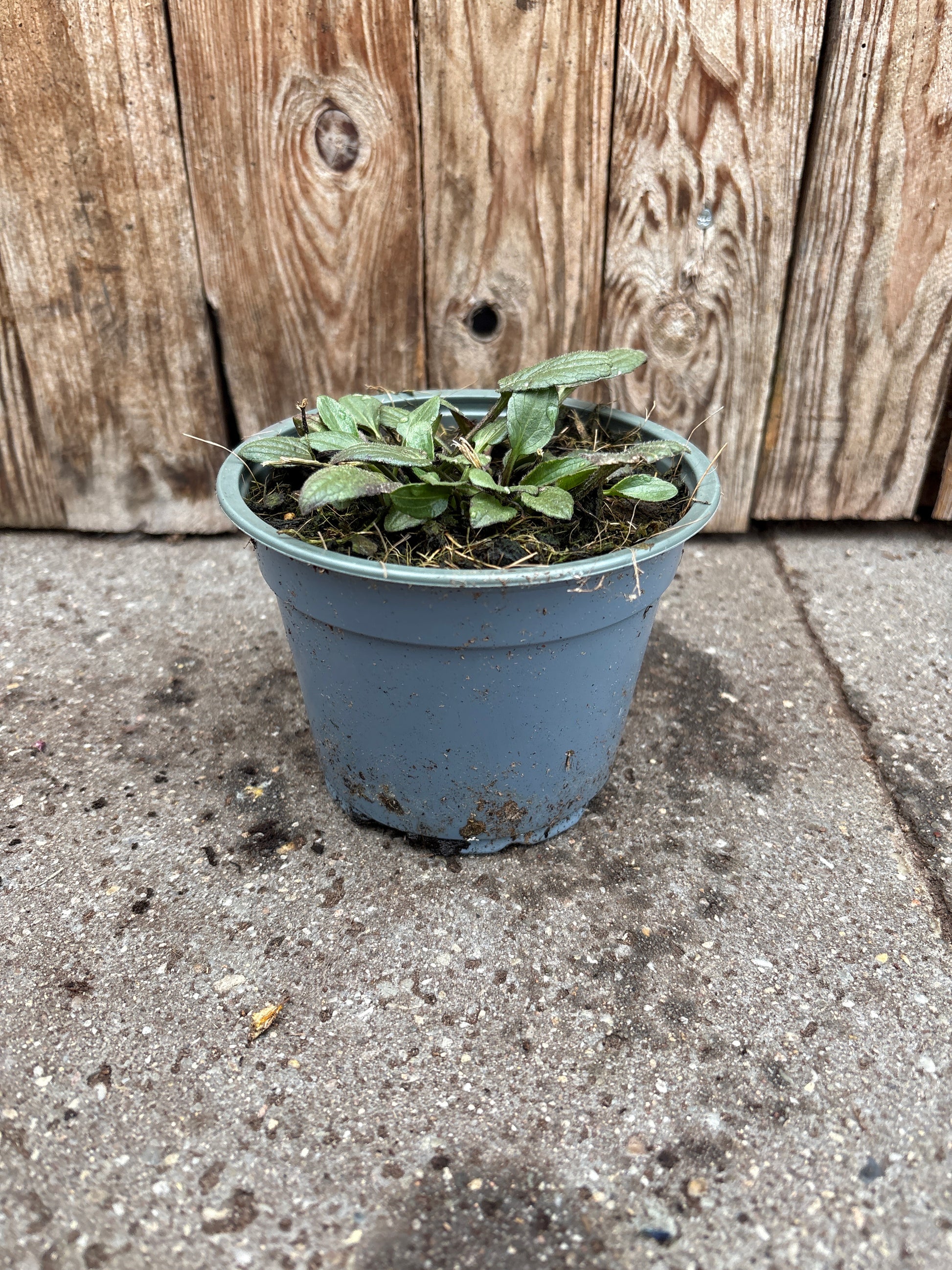Rudbeckia fulgida vaste plant