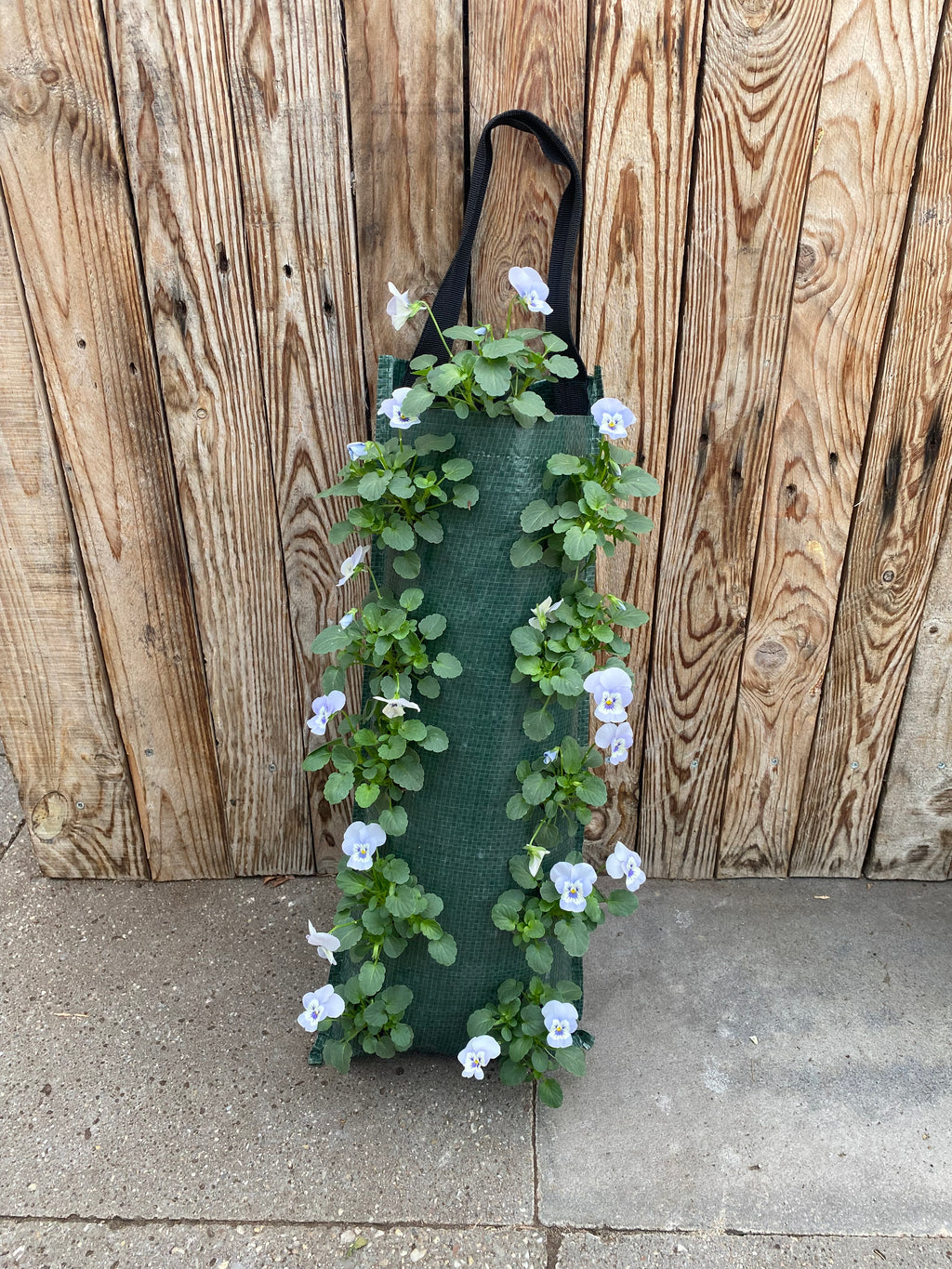 Wandhanger winterviool