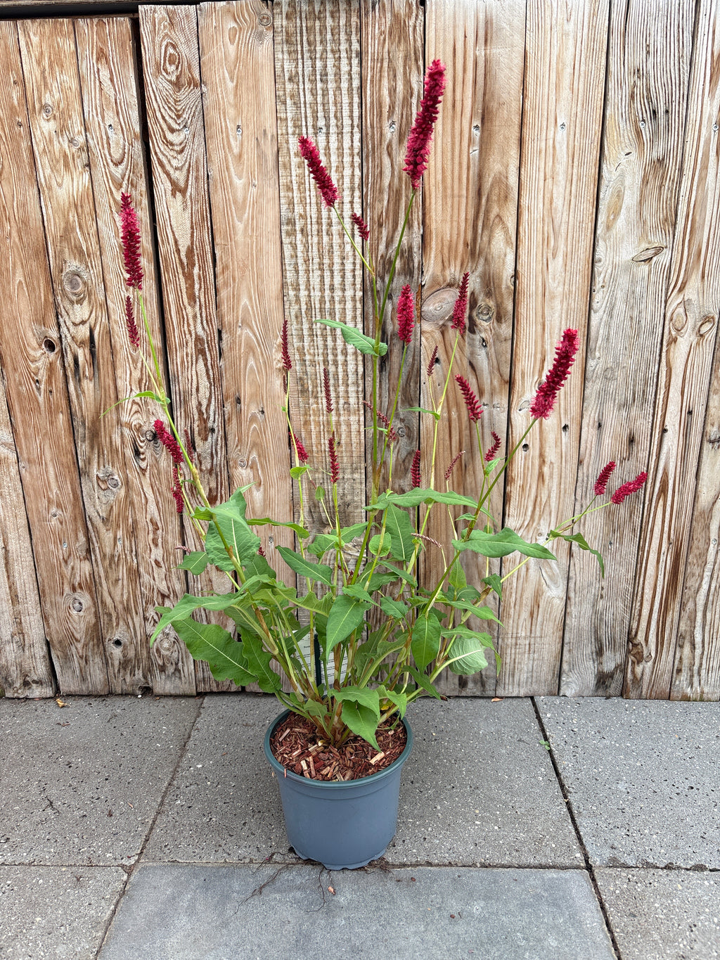 Persicaria amplexicaulis ‘dark red’