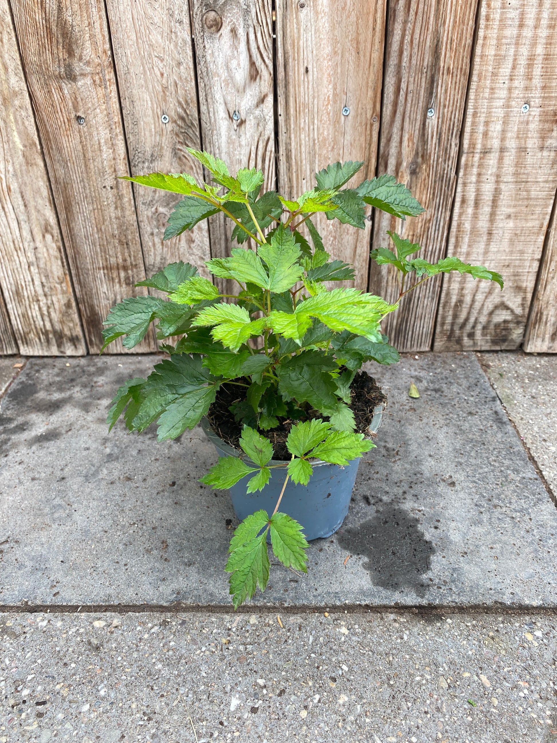 Astilbe vaste plant