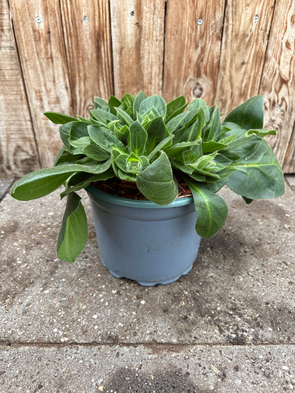 Silene rob vaste plant
