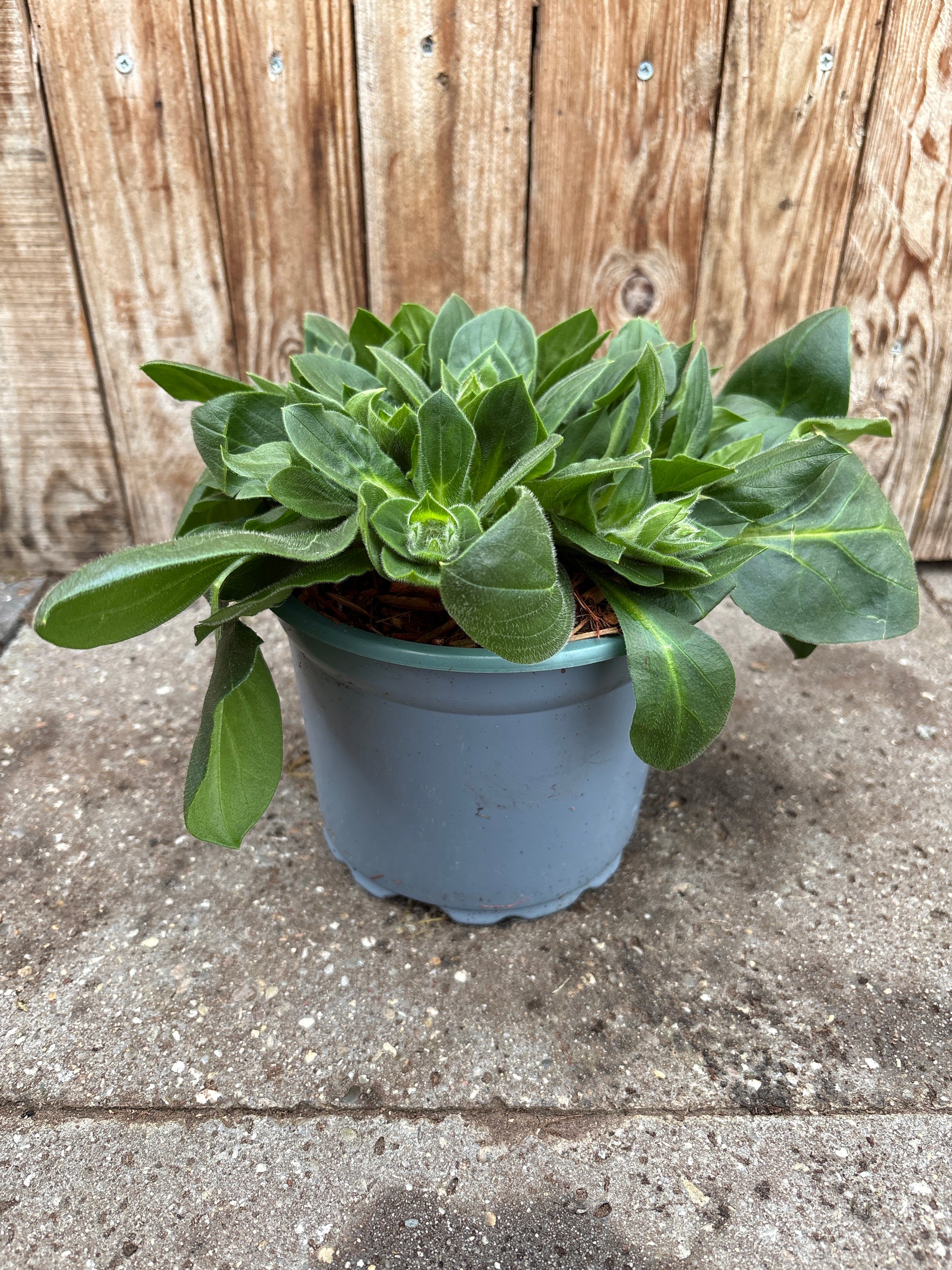 Silene rob vaste plant