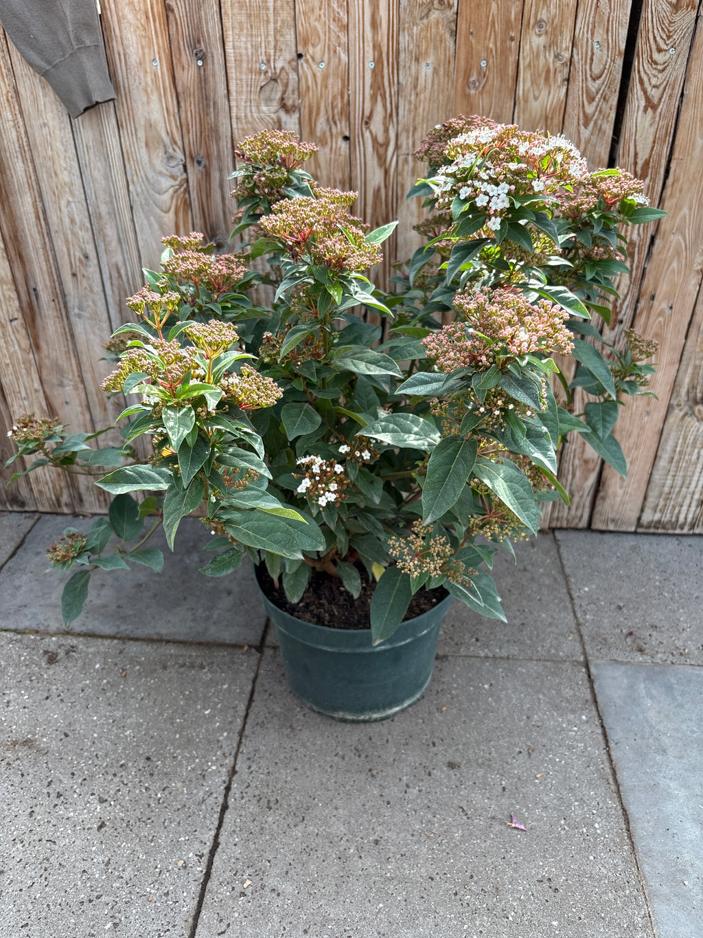 Viburnum Tinus ‘Spirit’