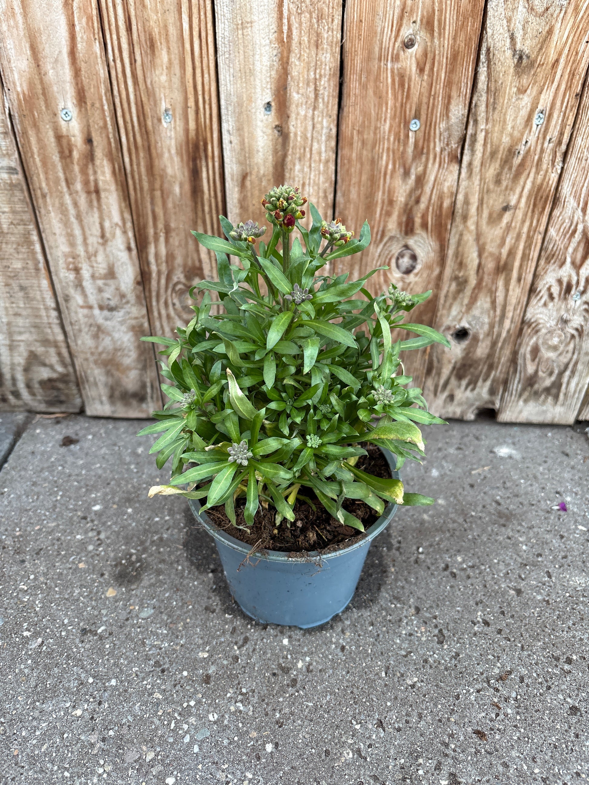 Erysimum vaste plant
