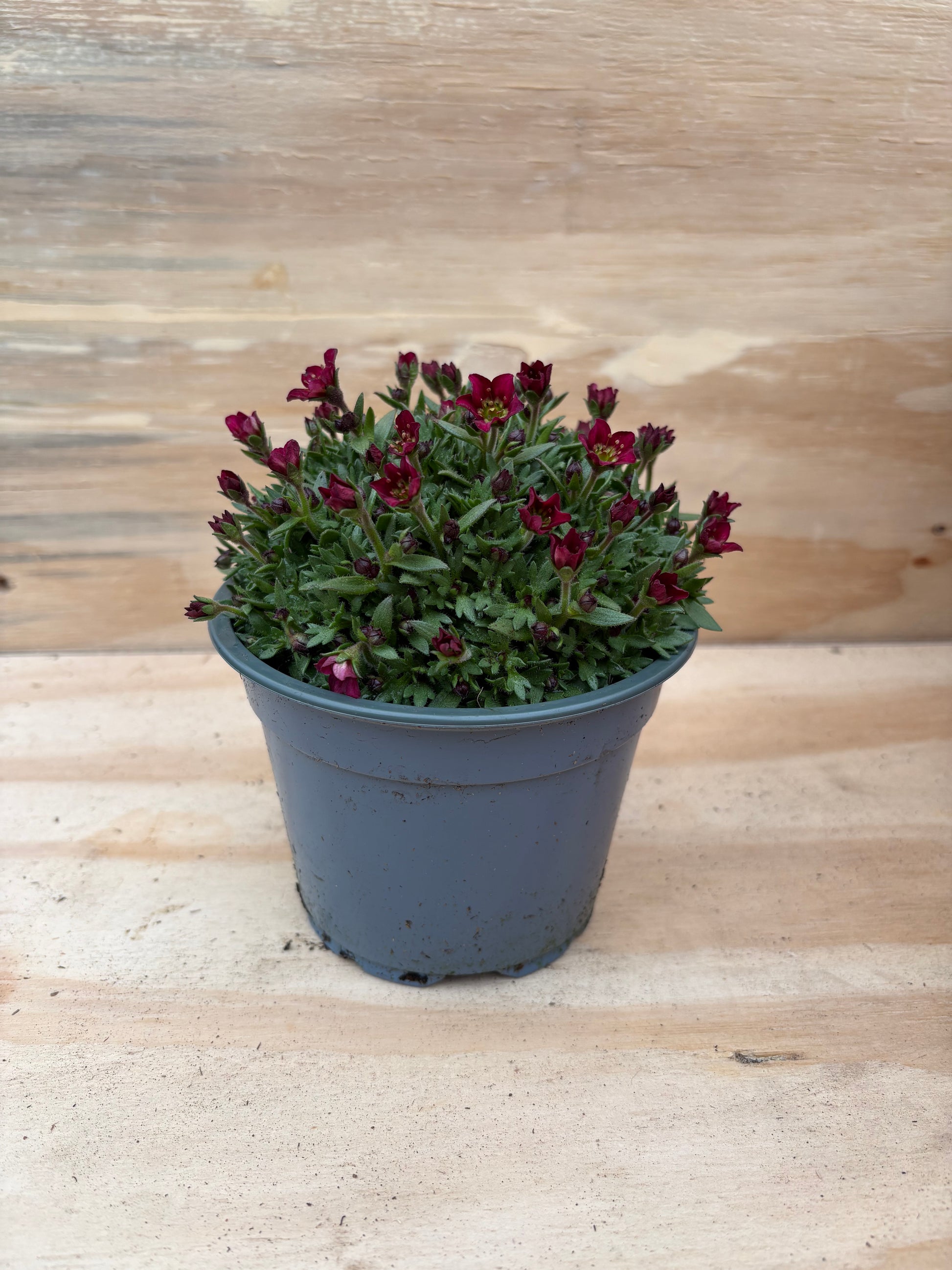 Saxifraga arendsii vaste plant