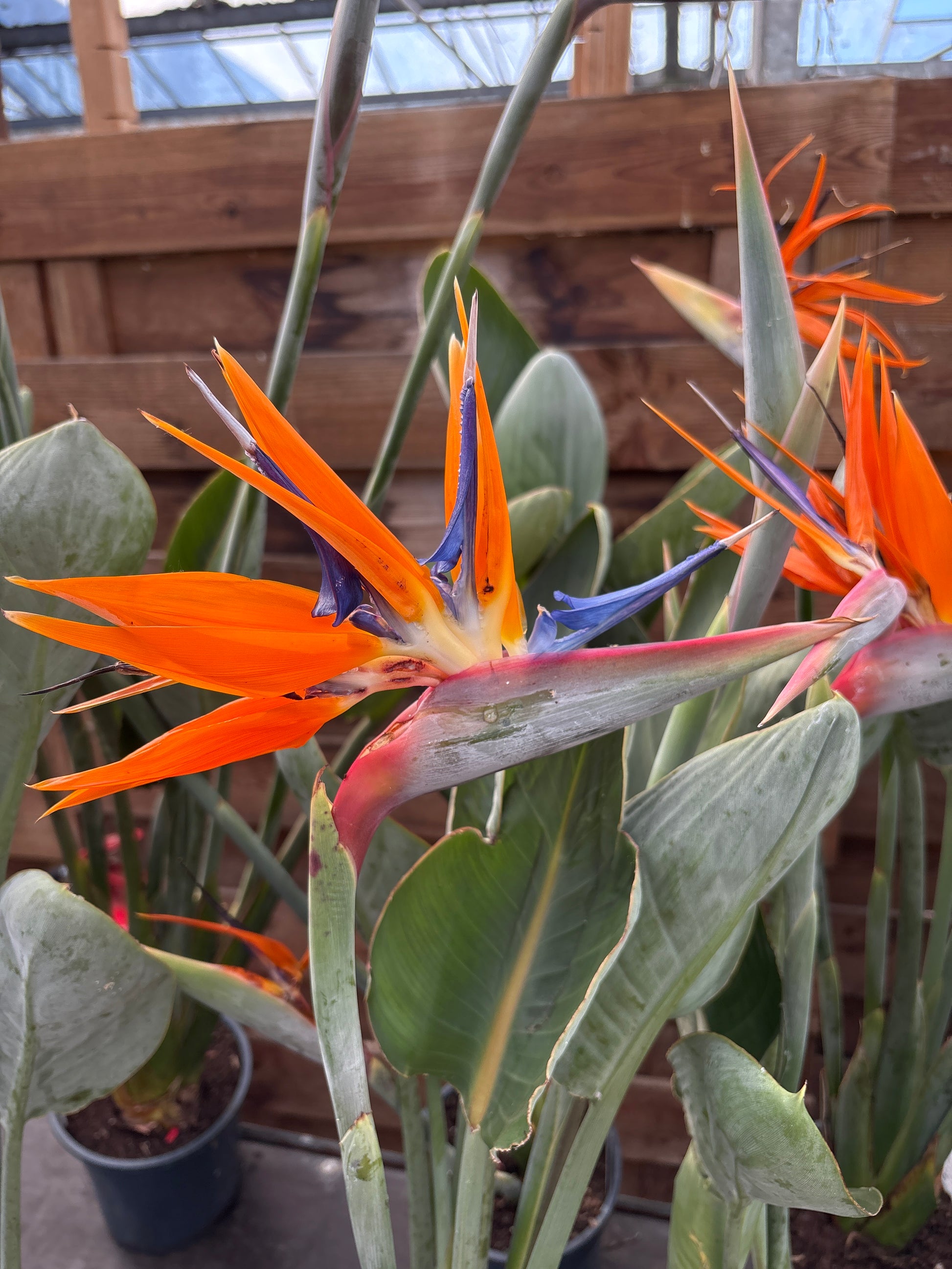 Strelitzia reginae