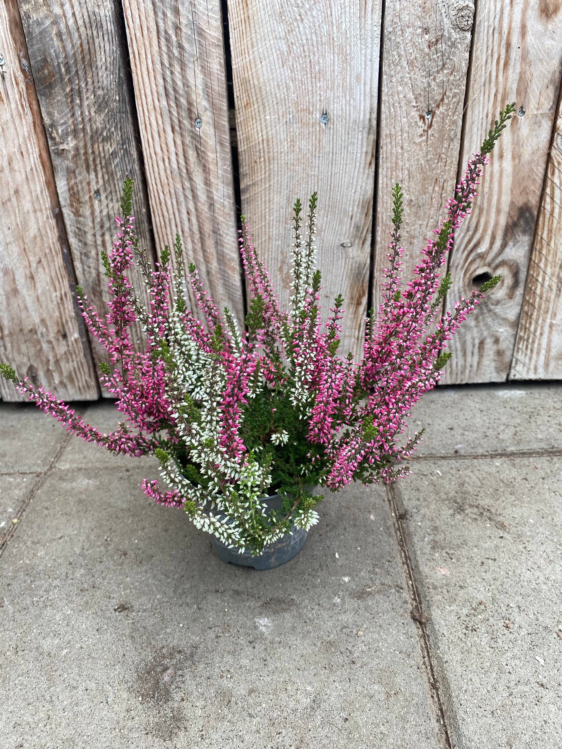 Calluna (heide) mix