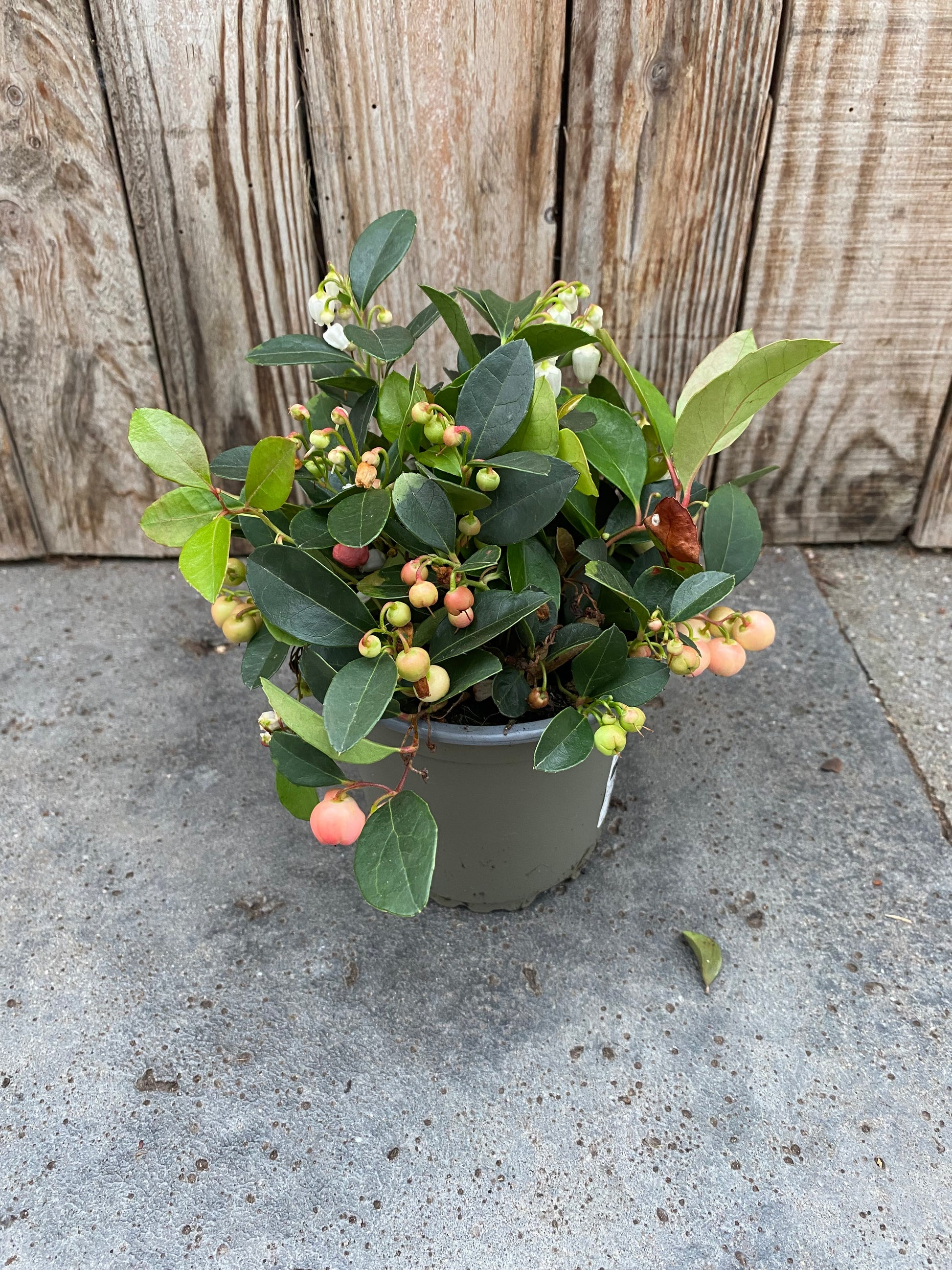 Gaultheria procumbens