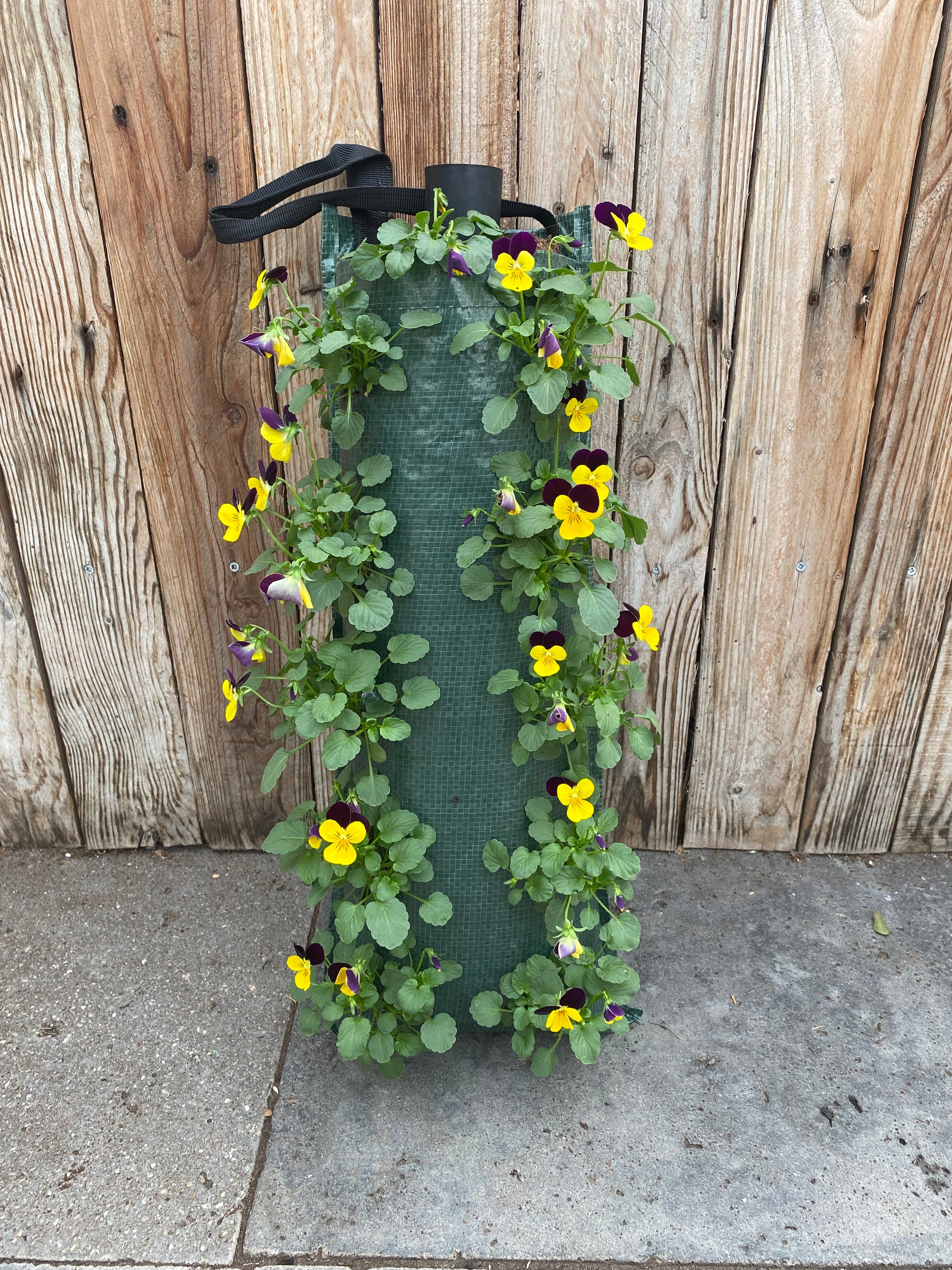 Wandhanger winterviool