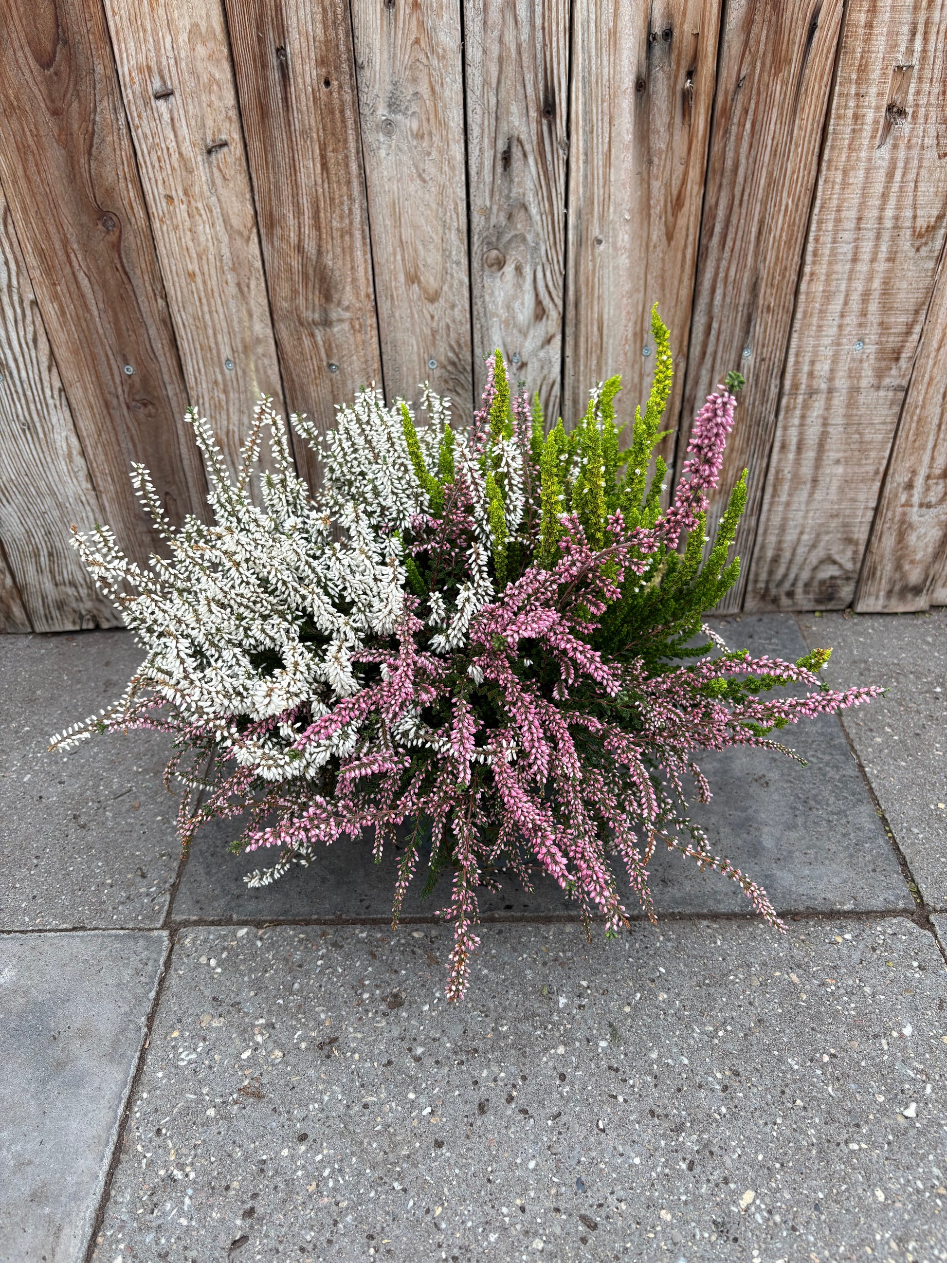 Calluna (heide) mix
