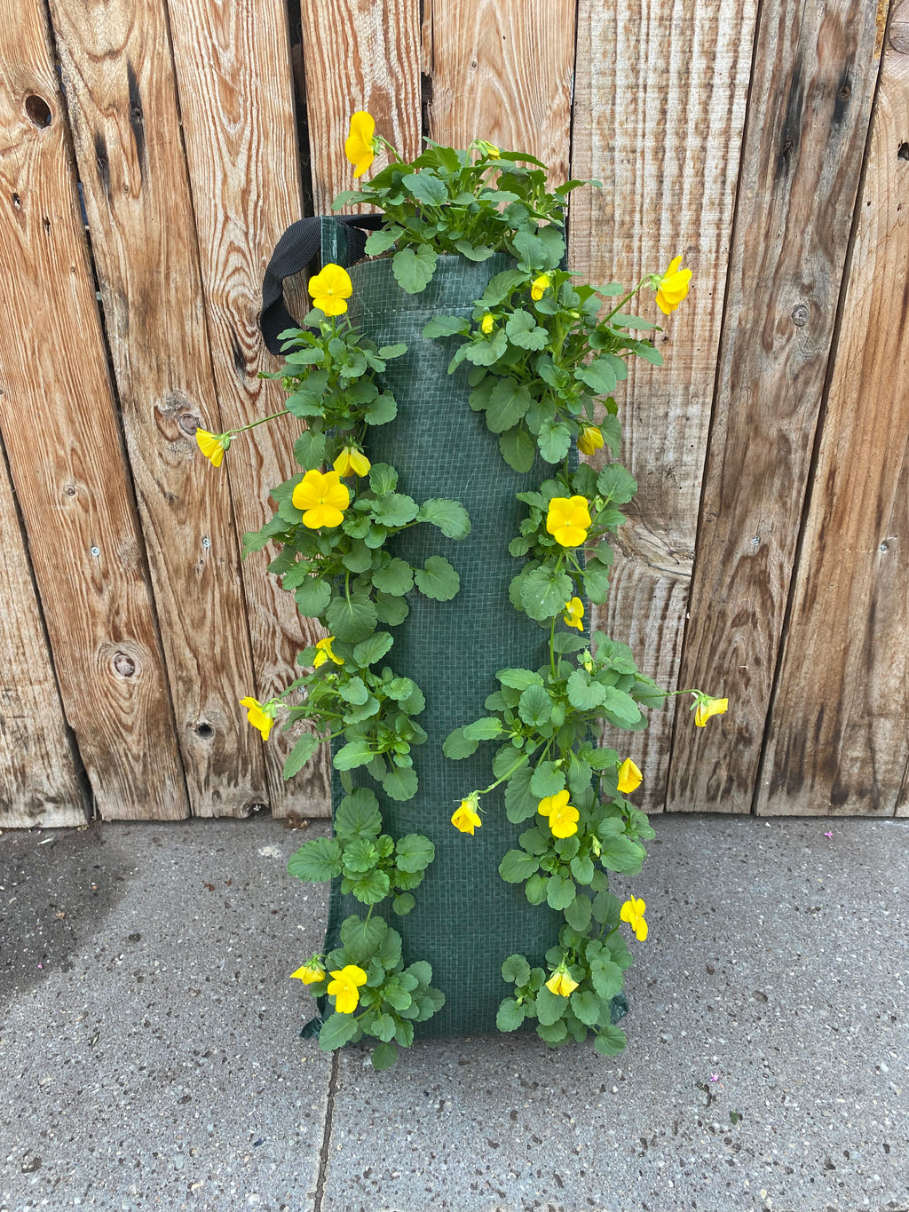 Wandhanger winterviool