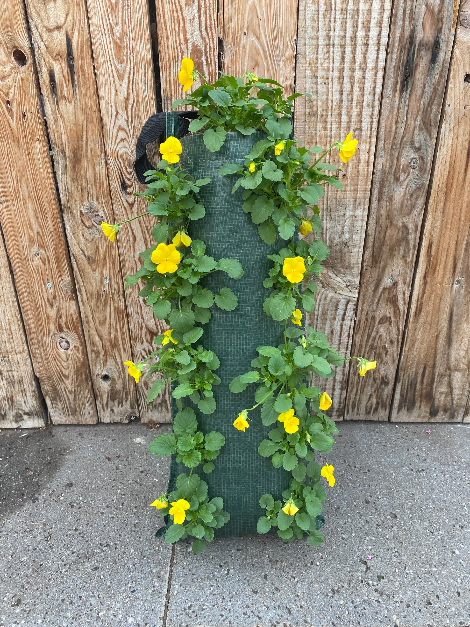 Wandhanger winterviool