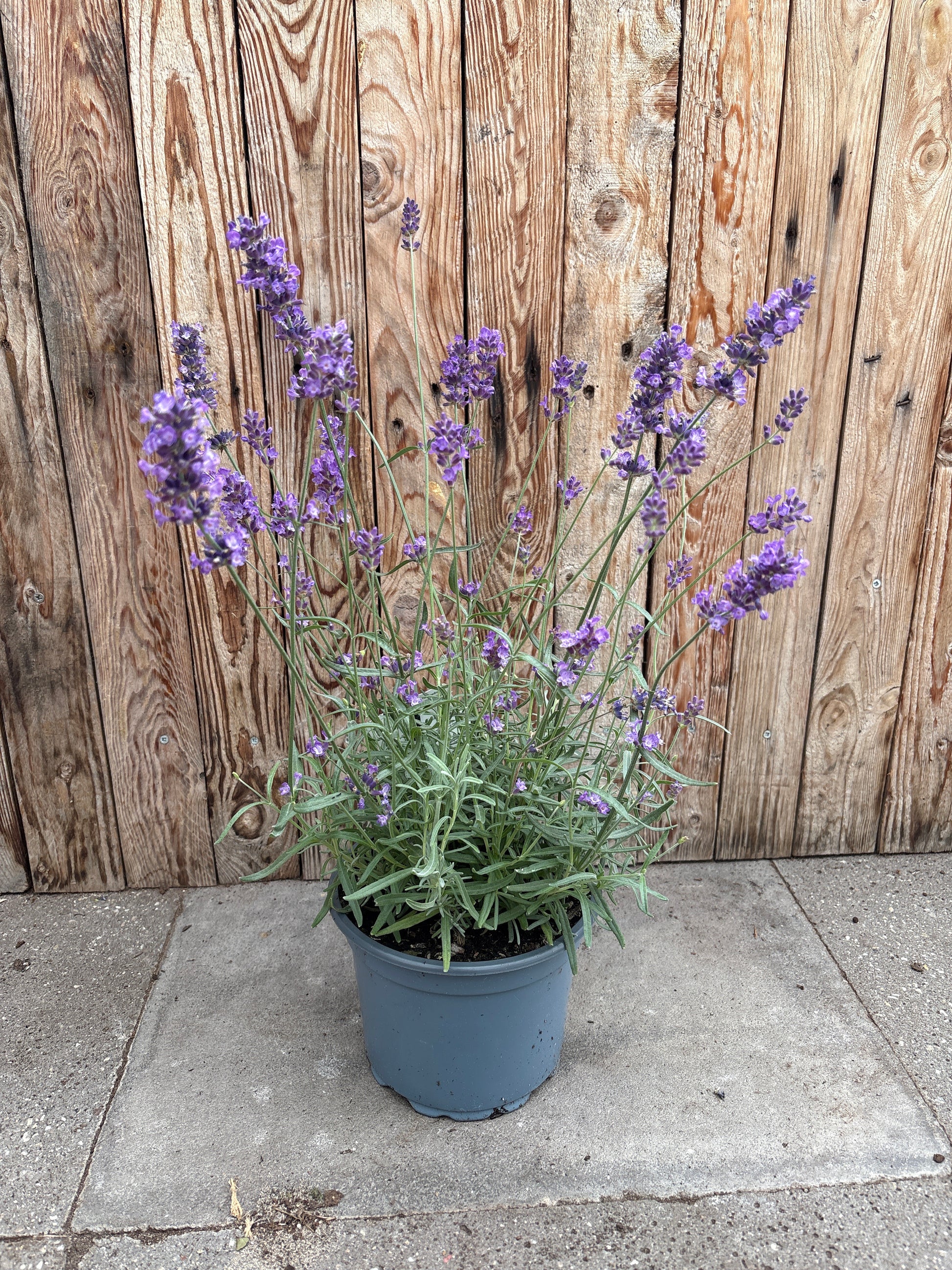 Lavendel angustifolia vaste plant