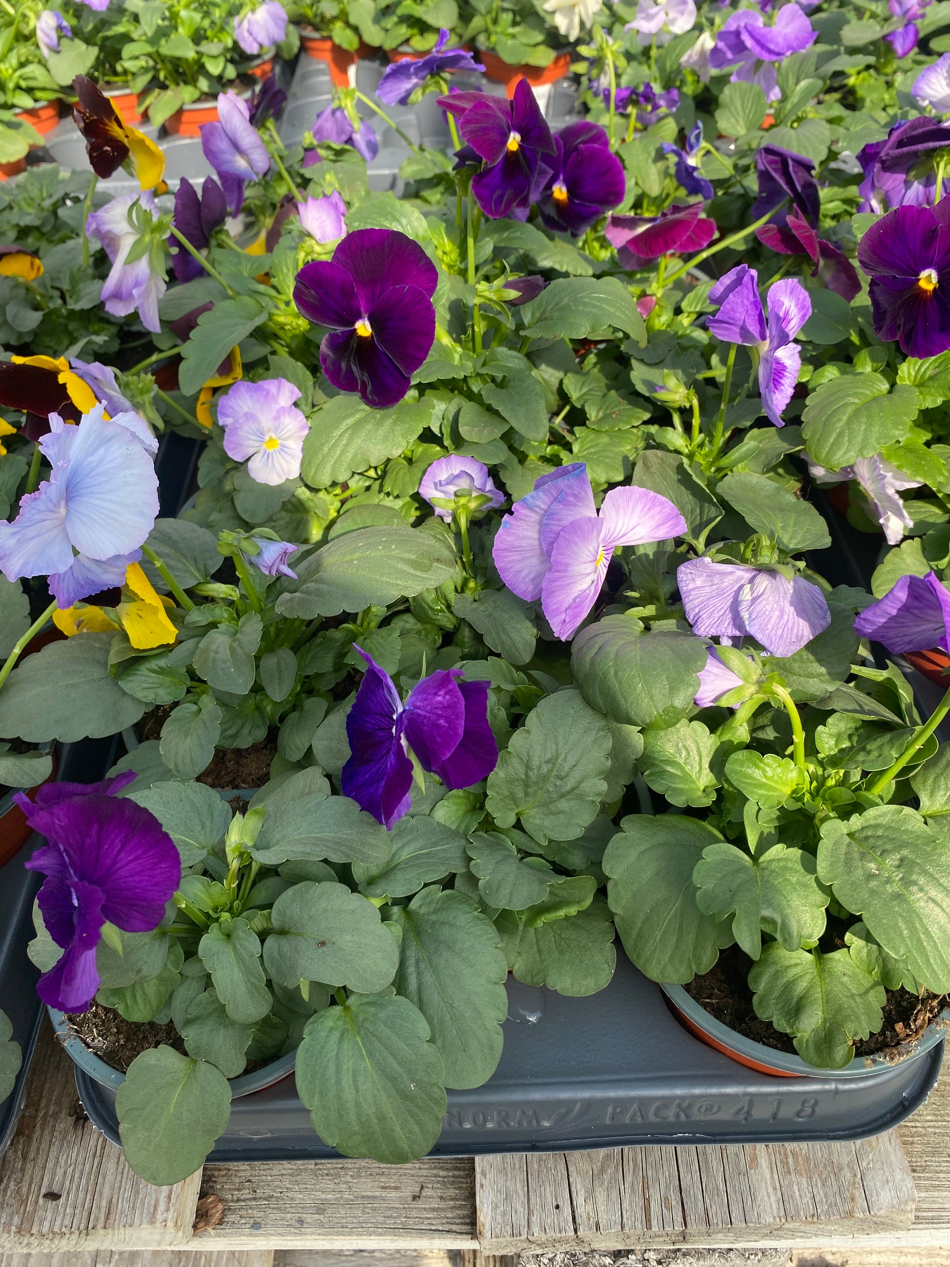 Winterviolen grootbloemig