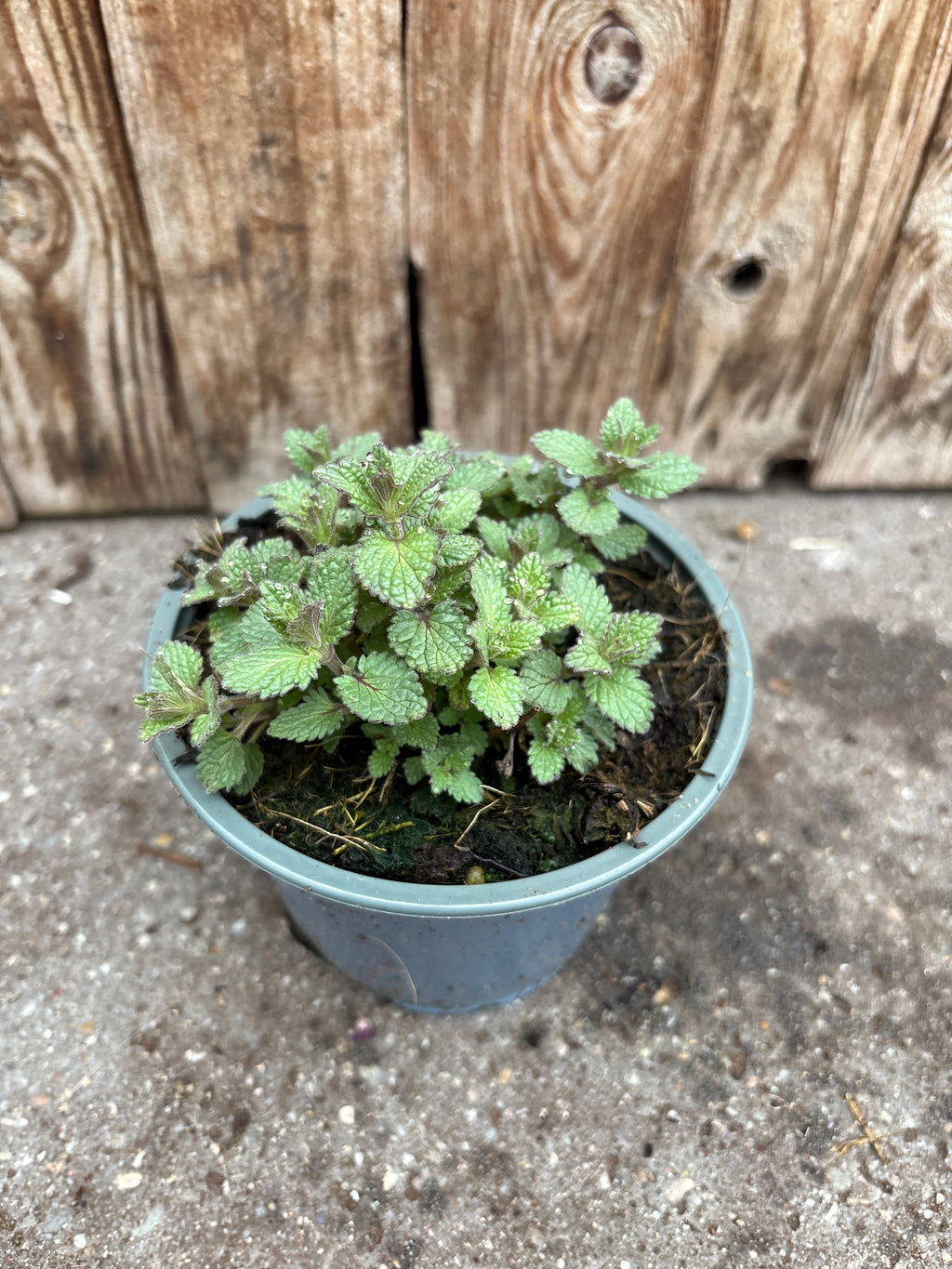 Nepeta Faassenii vaste plant