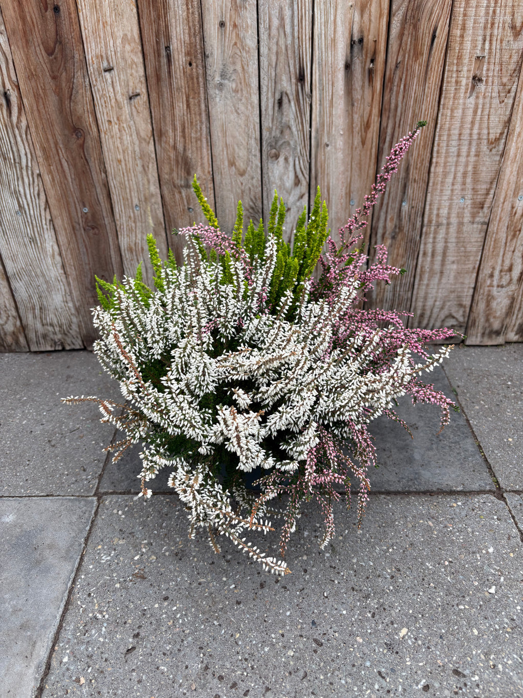 Calluna (heide) mix