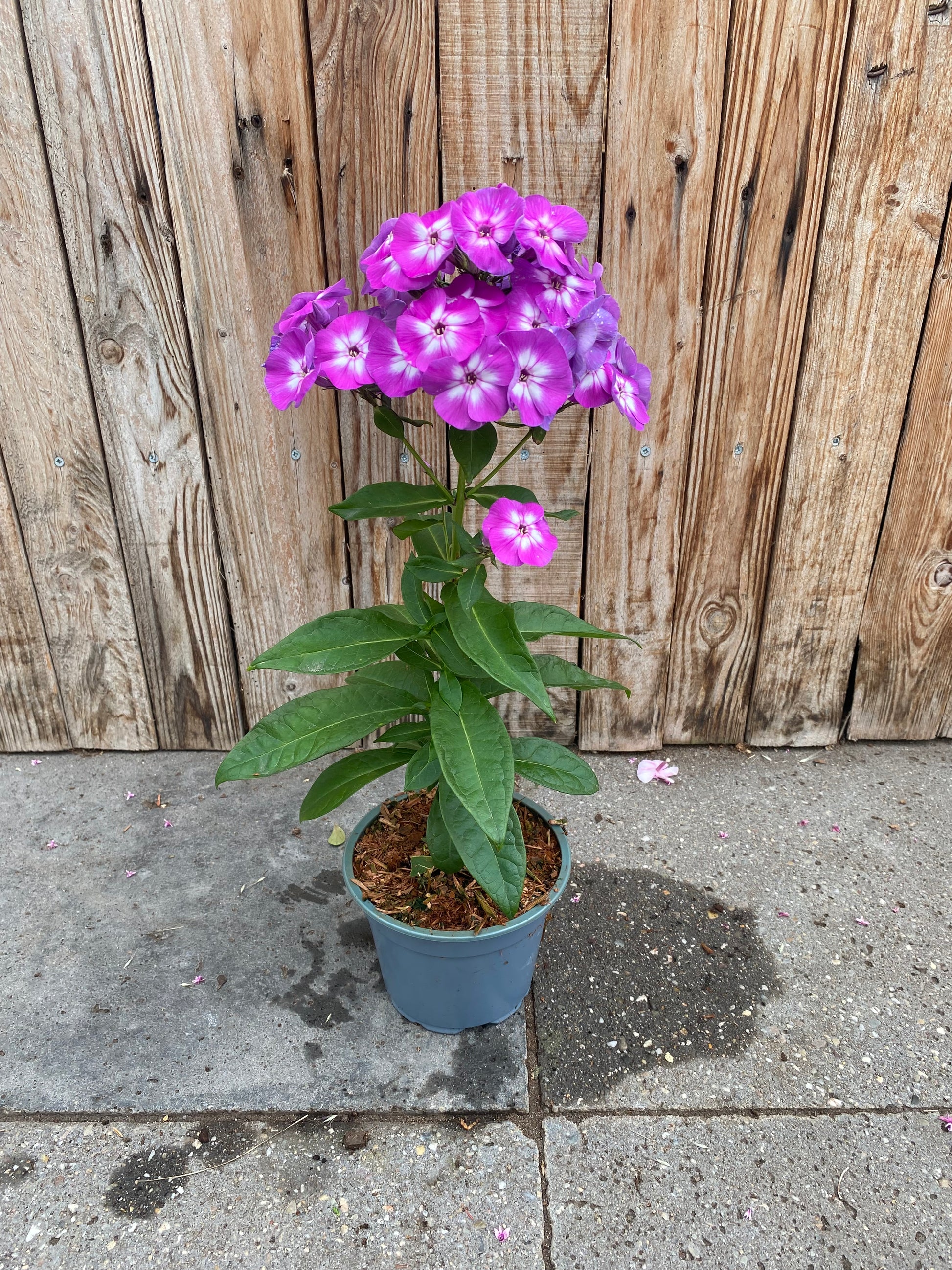 Phlox paniculata vaste plant