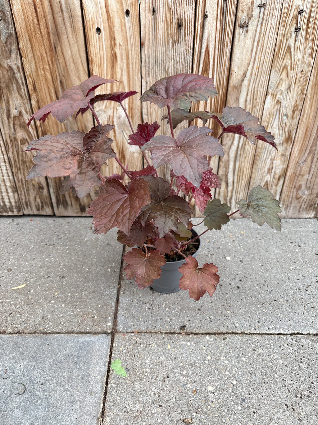 Heuchera perennial