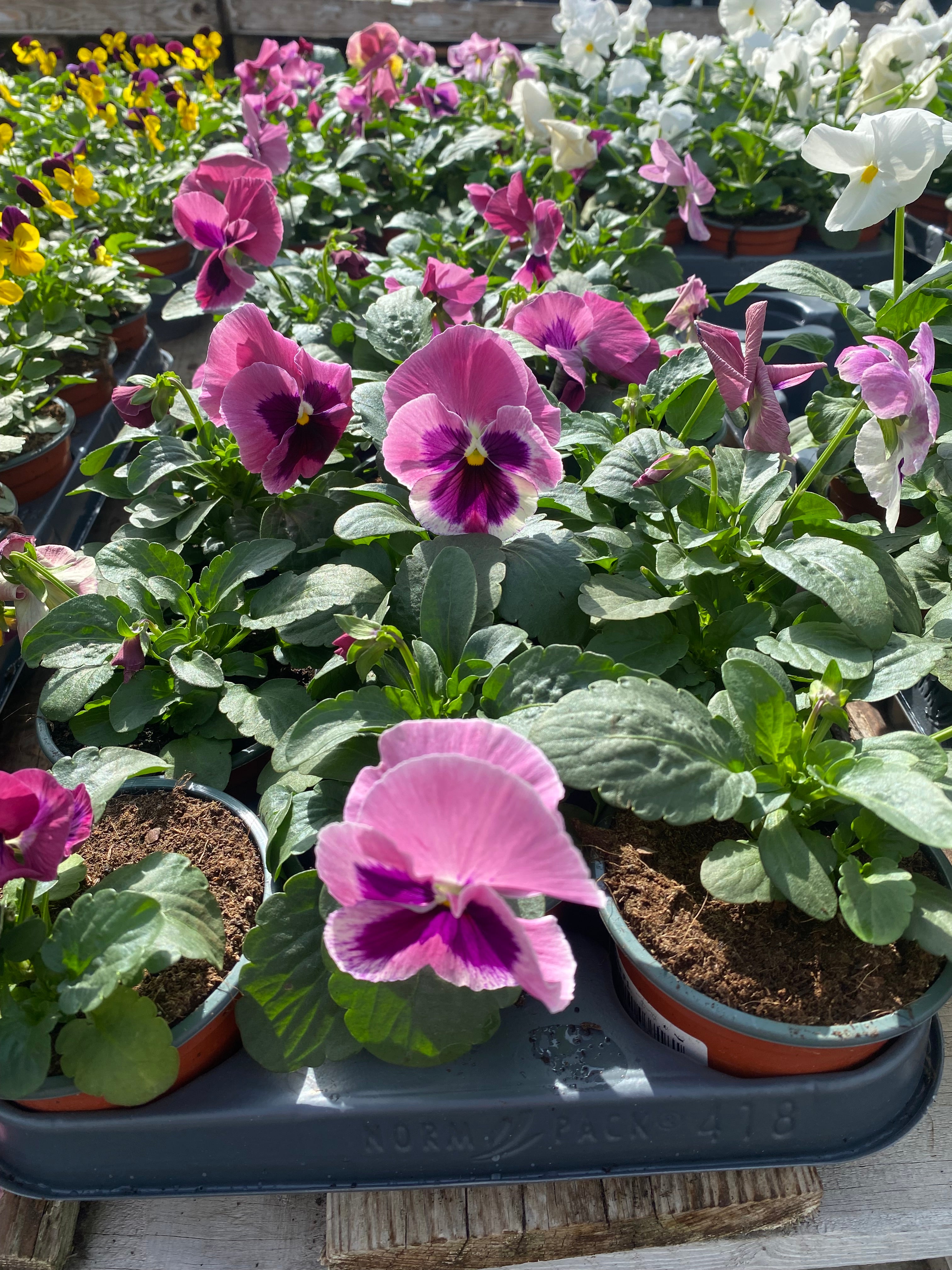 Winterviolen grootbloemig