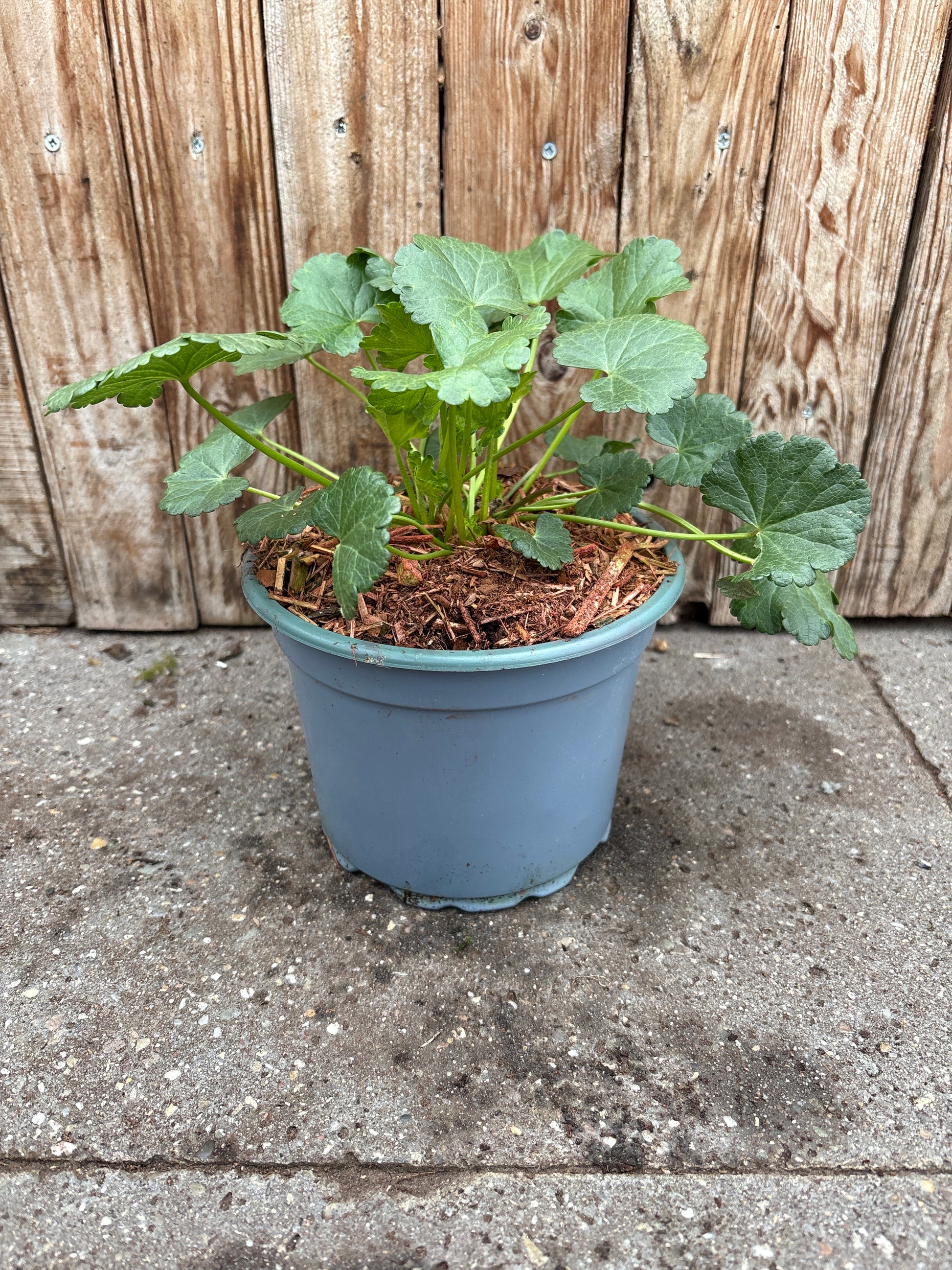 Sidalcea vaste plant