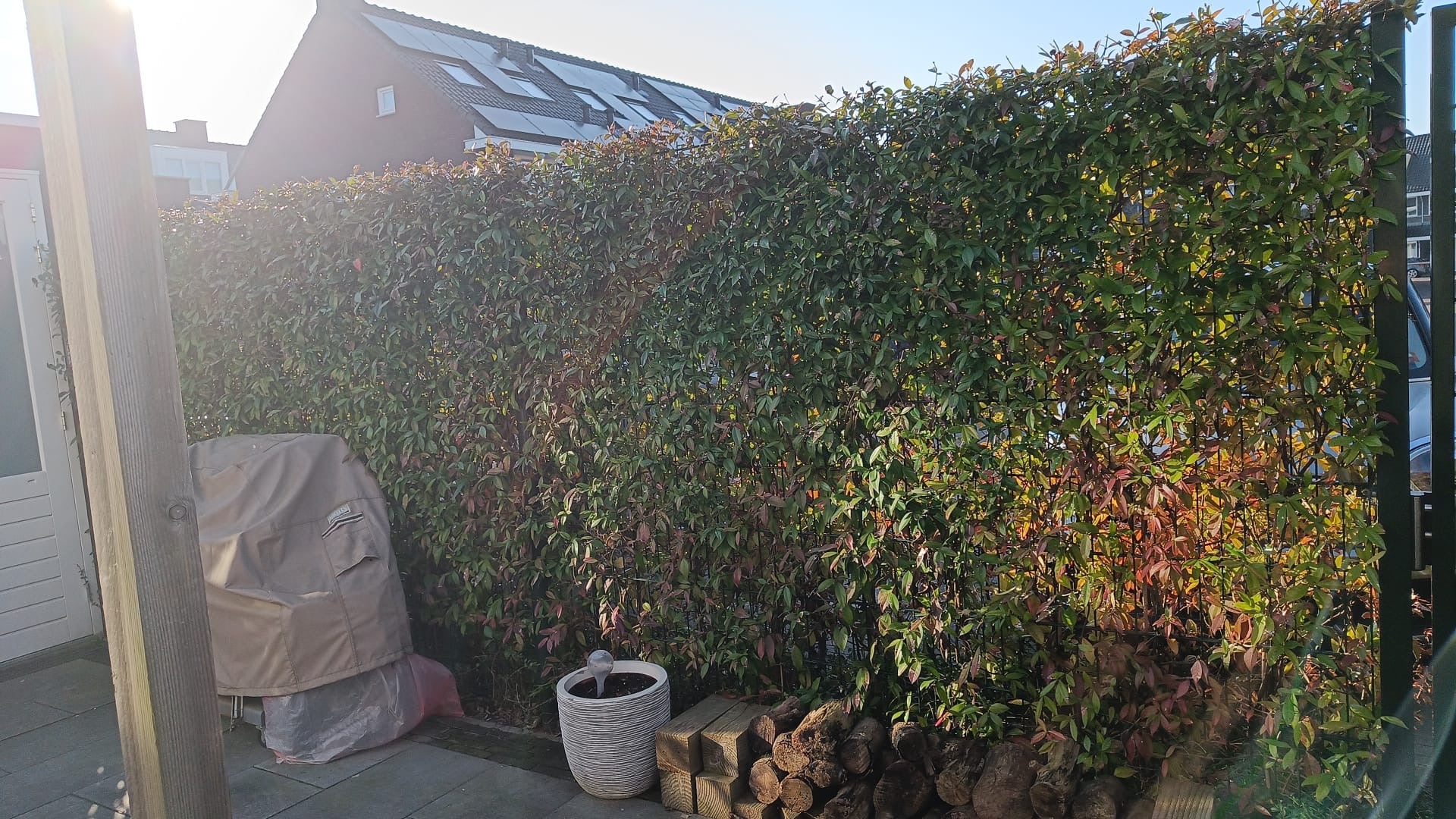 Star Jasmine (Trachelospermum jasminoides) white