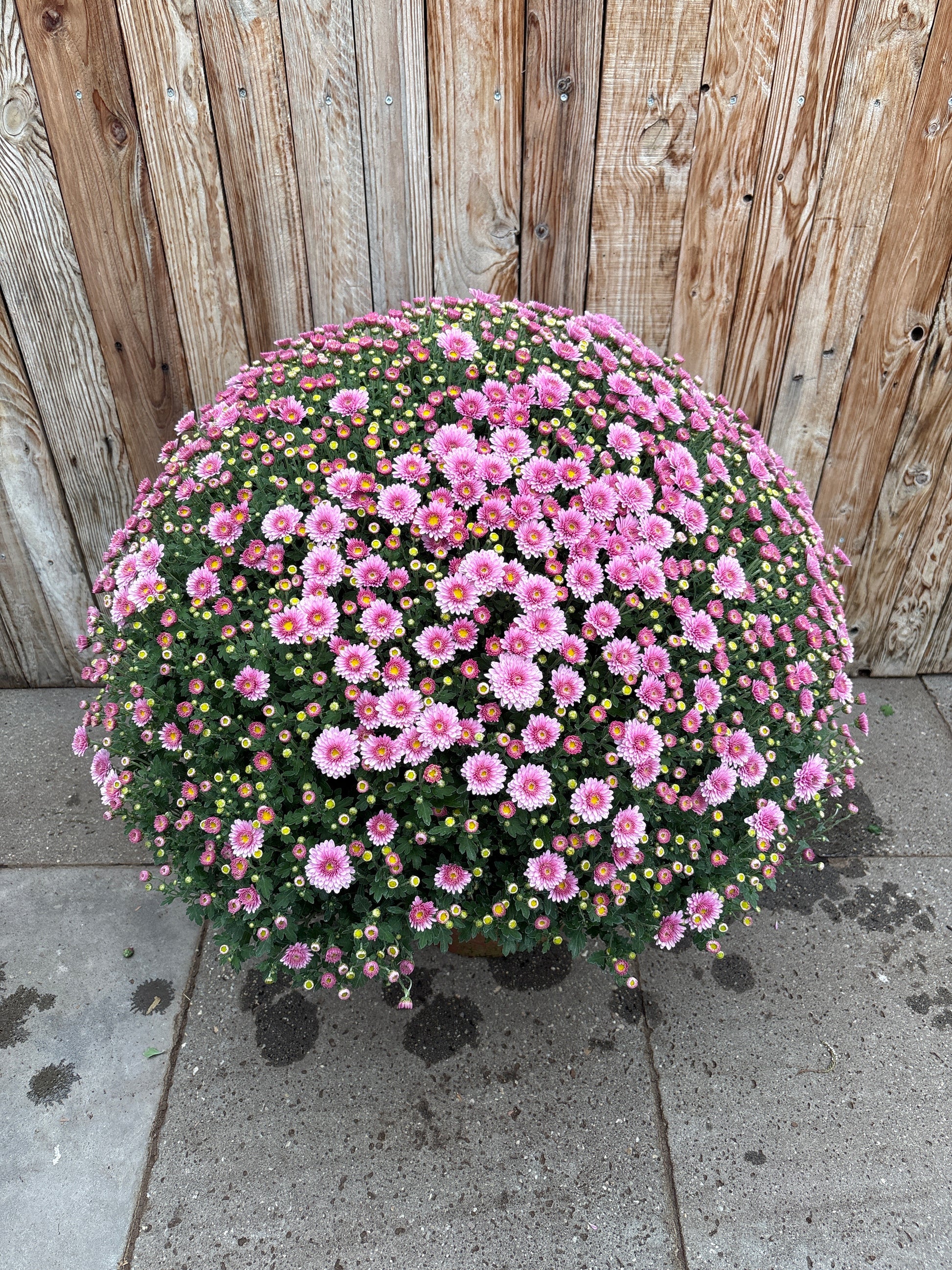 Bolchrysant XL