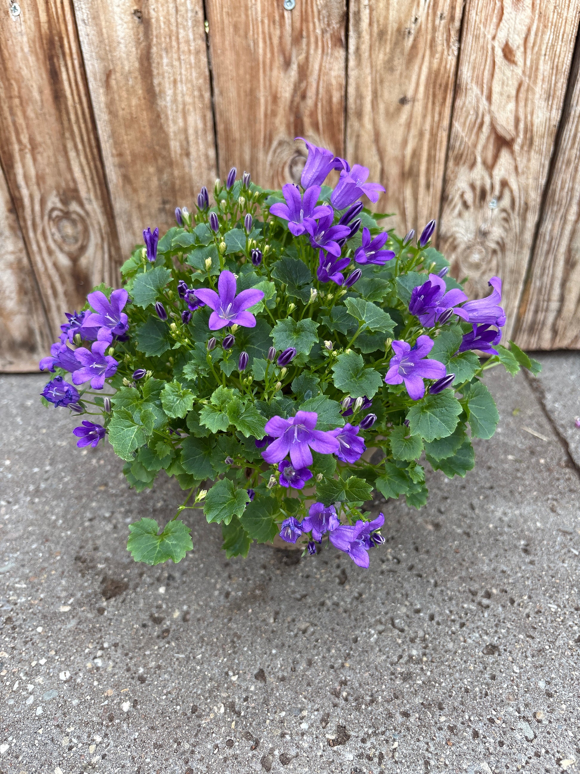Glockenblume