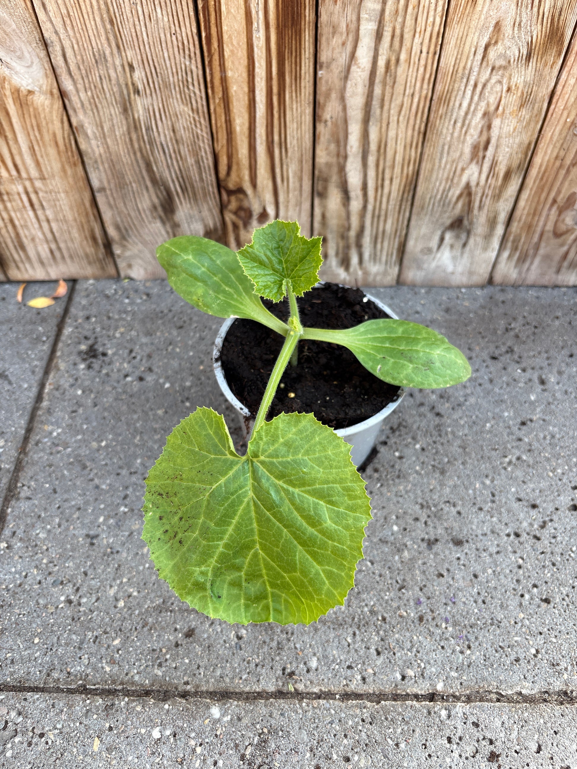 Courgette lang