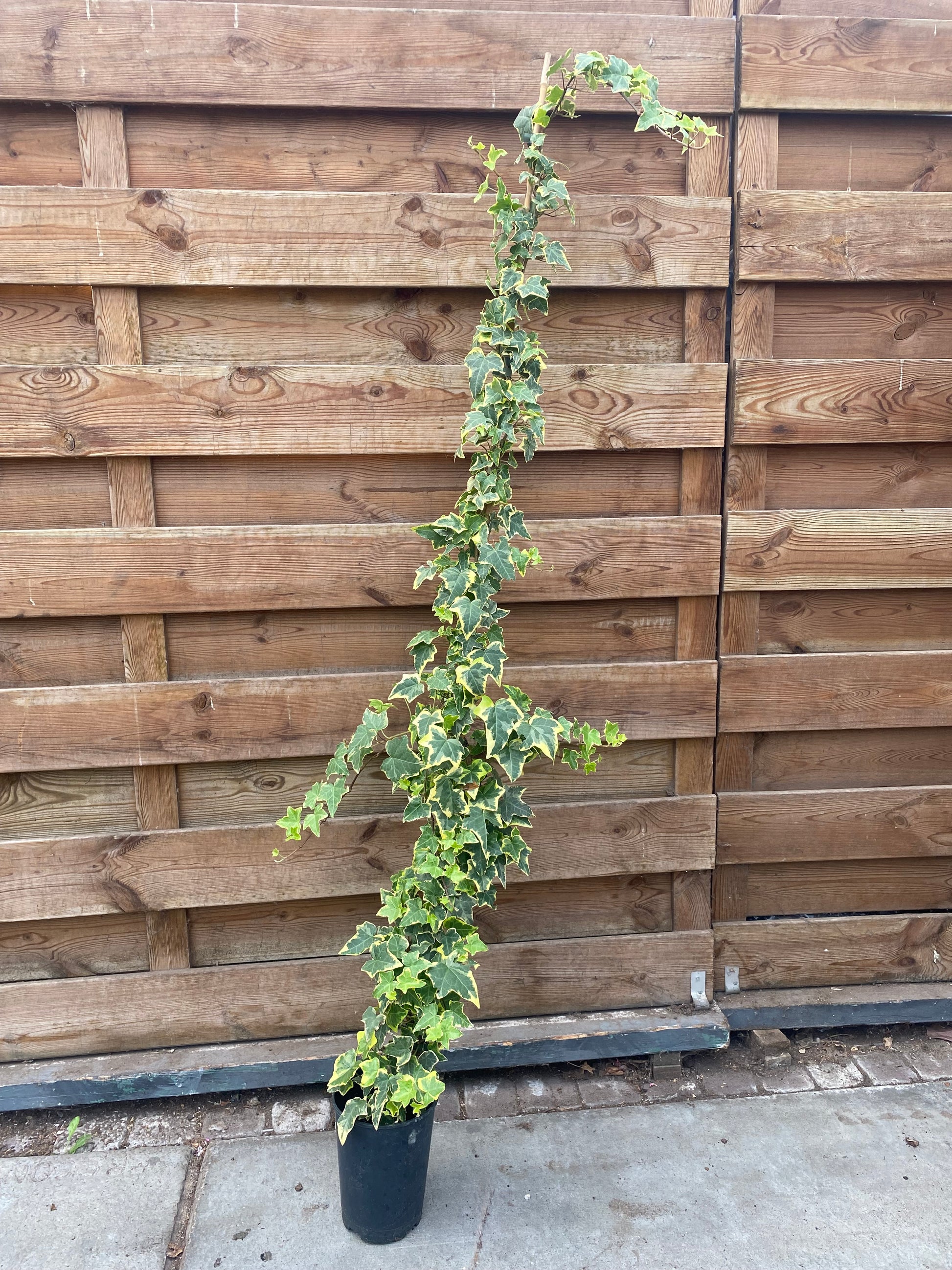 Hedera Helix