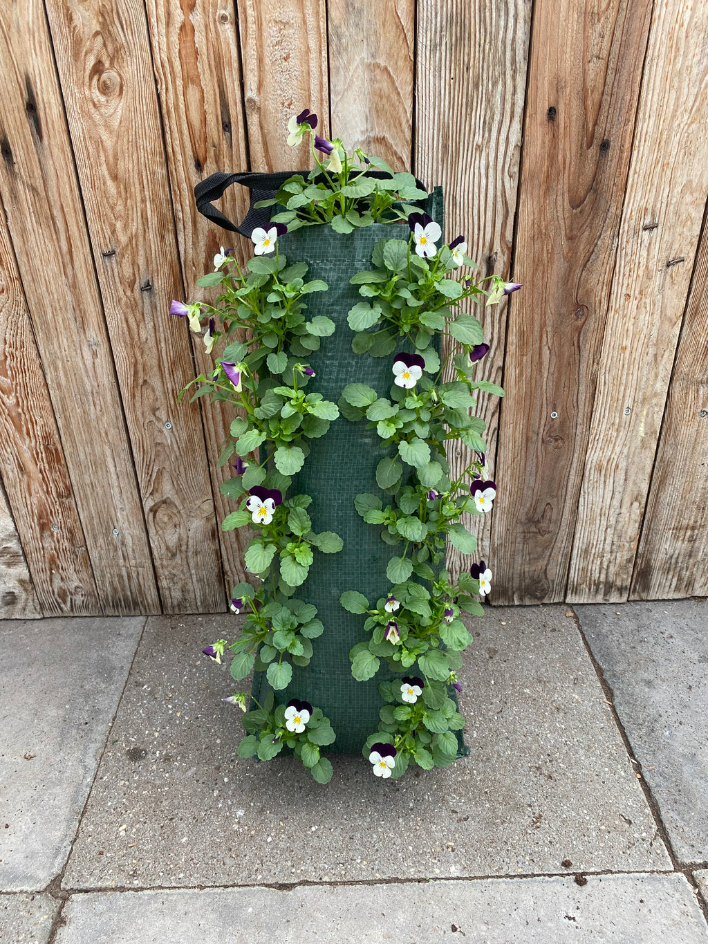 Wandhanger winterviool