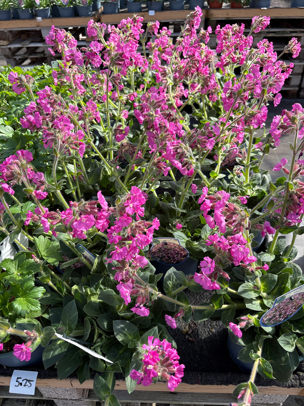 Silene rob vaste plant