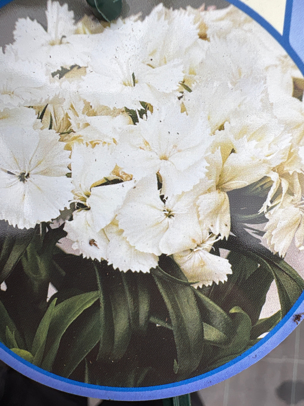 Dianthus barbarini vaste plant