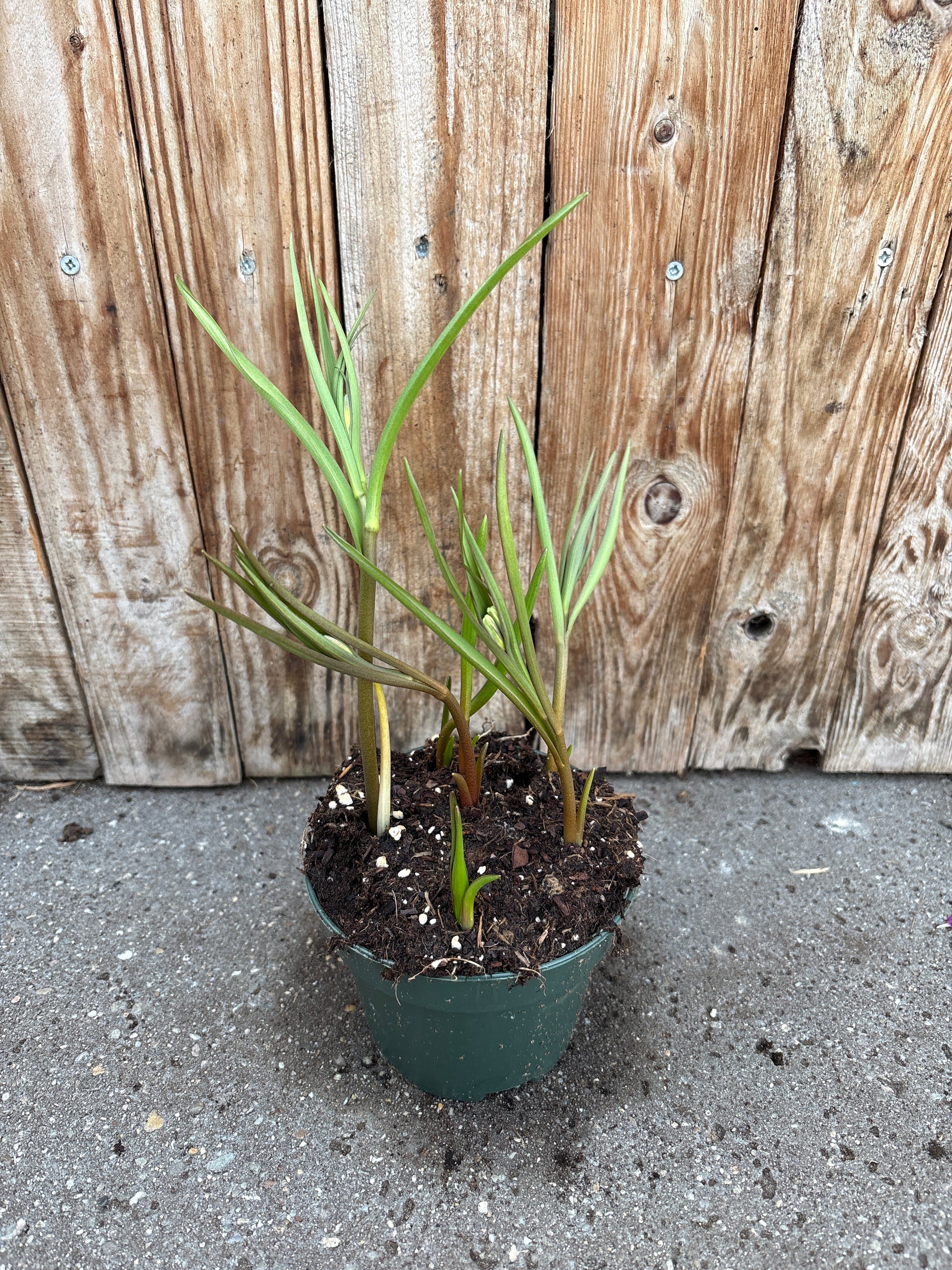 Fritillaria meleagris
