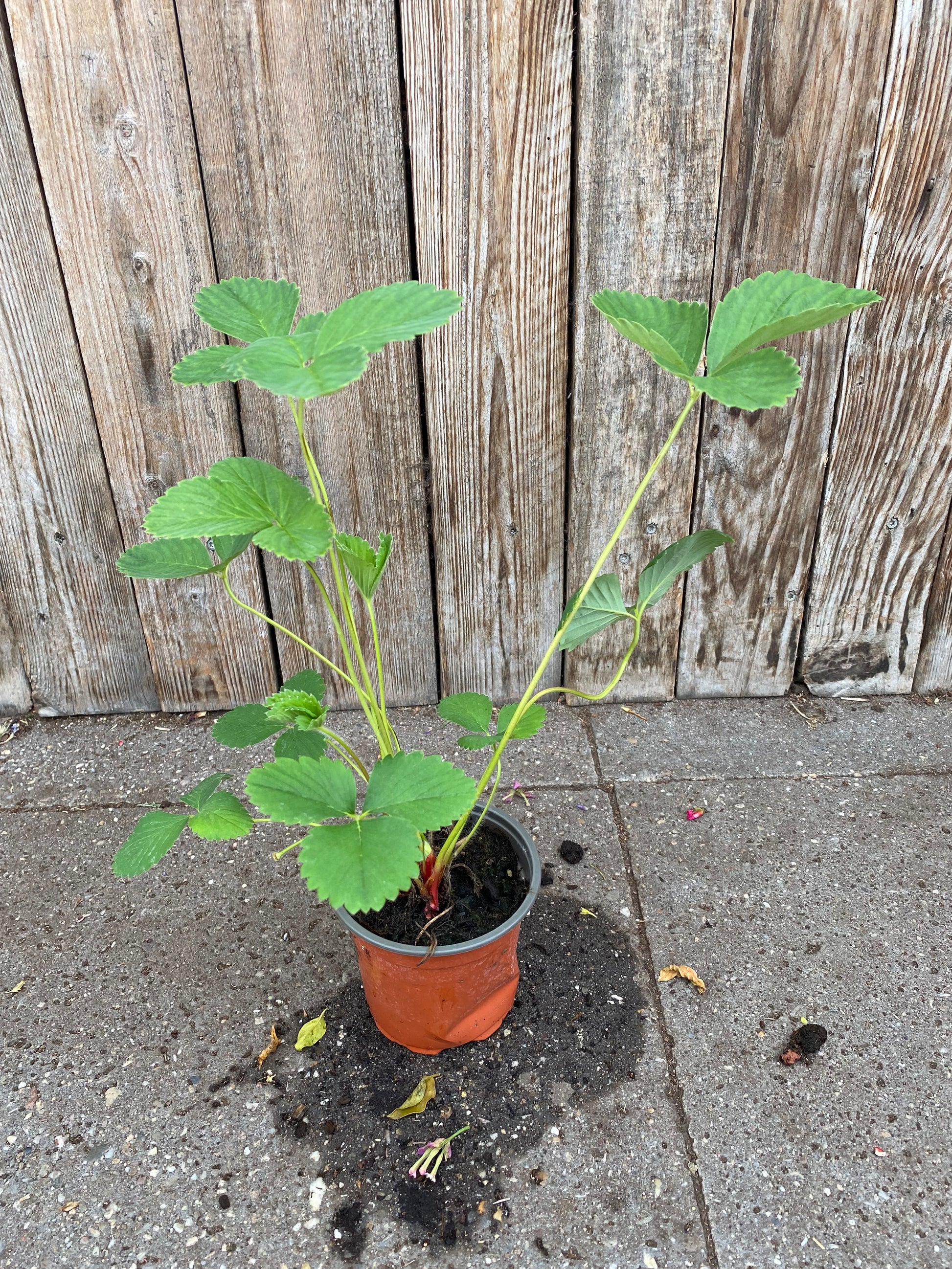 Aardbei plant