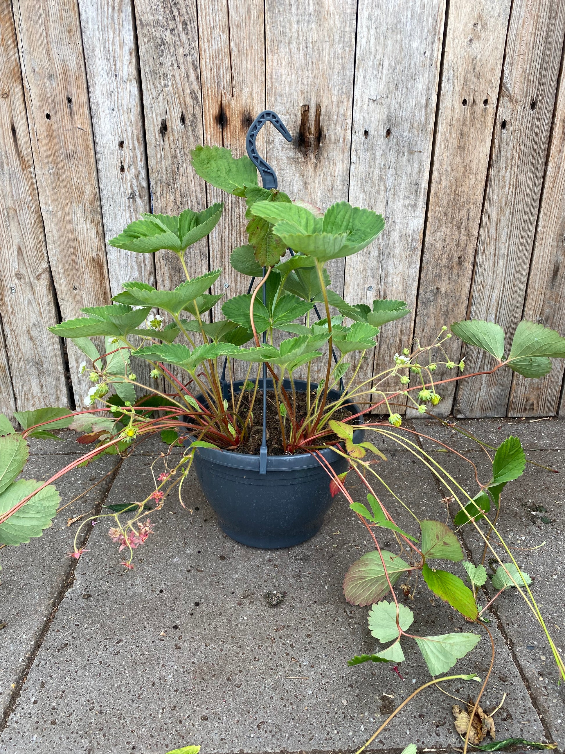 Hangpot aardbei