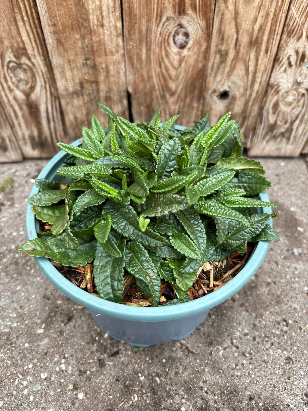 Stachys officinalis vaste plant