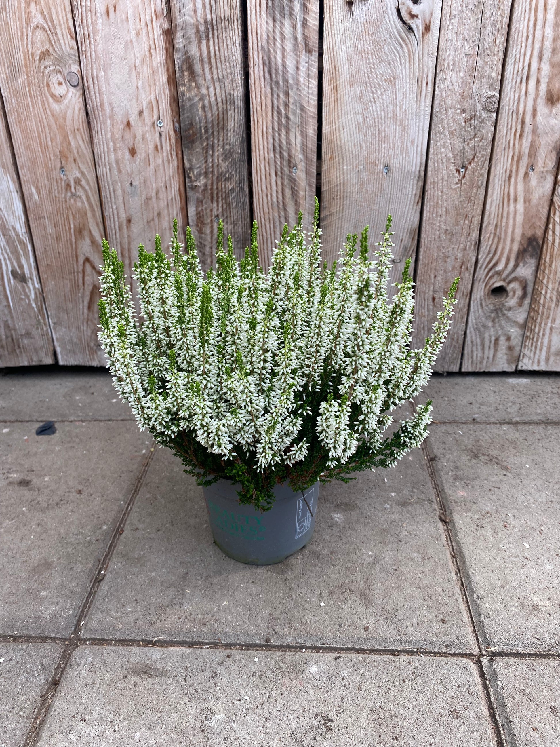 Calluna (heide)