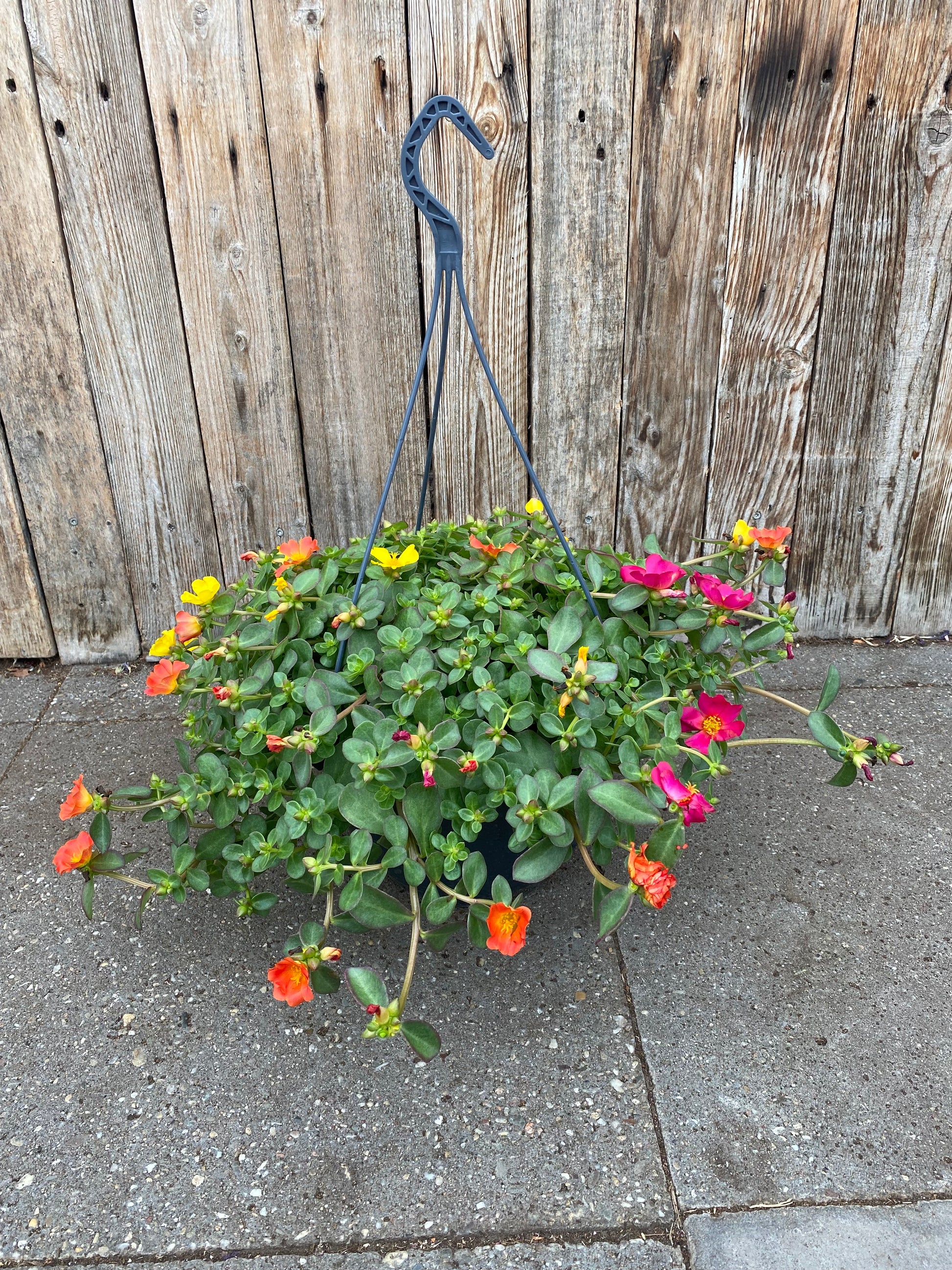 Hangpot portulaca