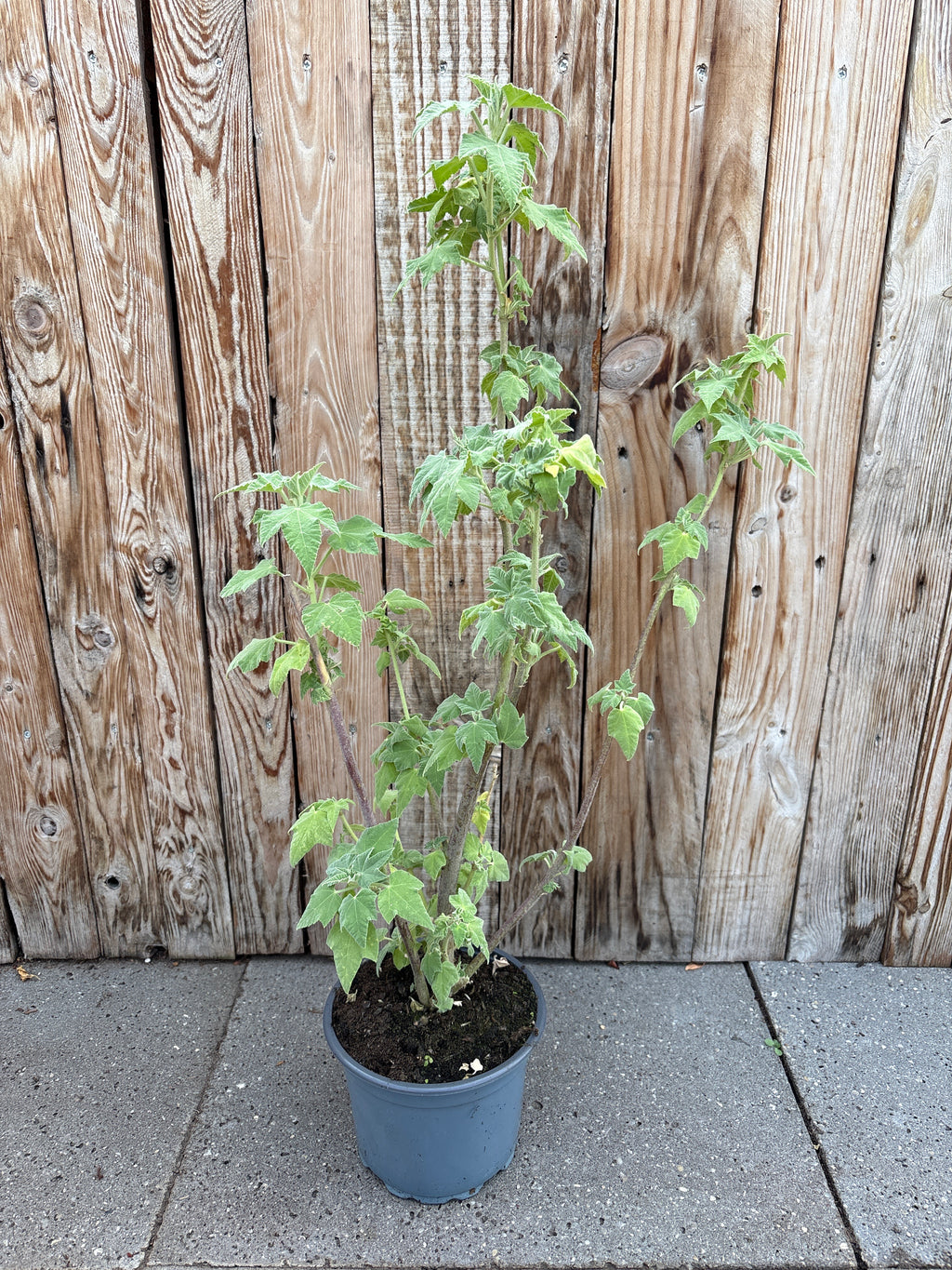 Lavatera