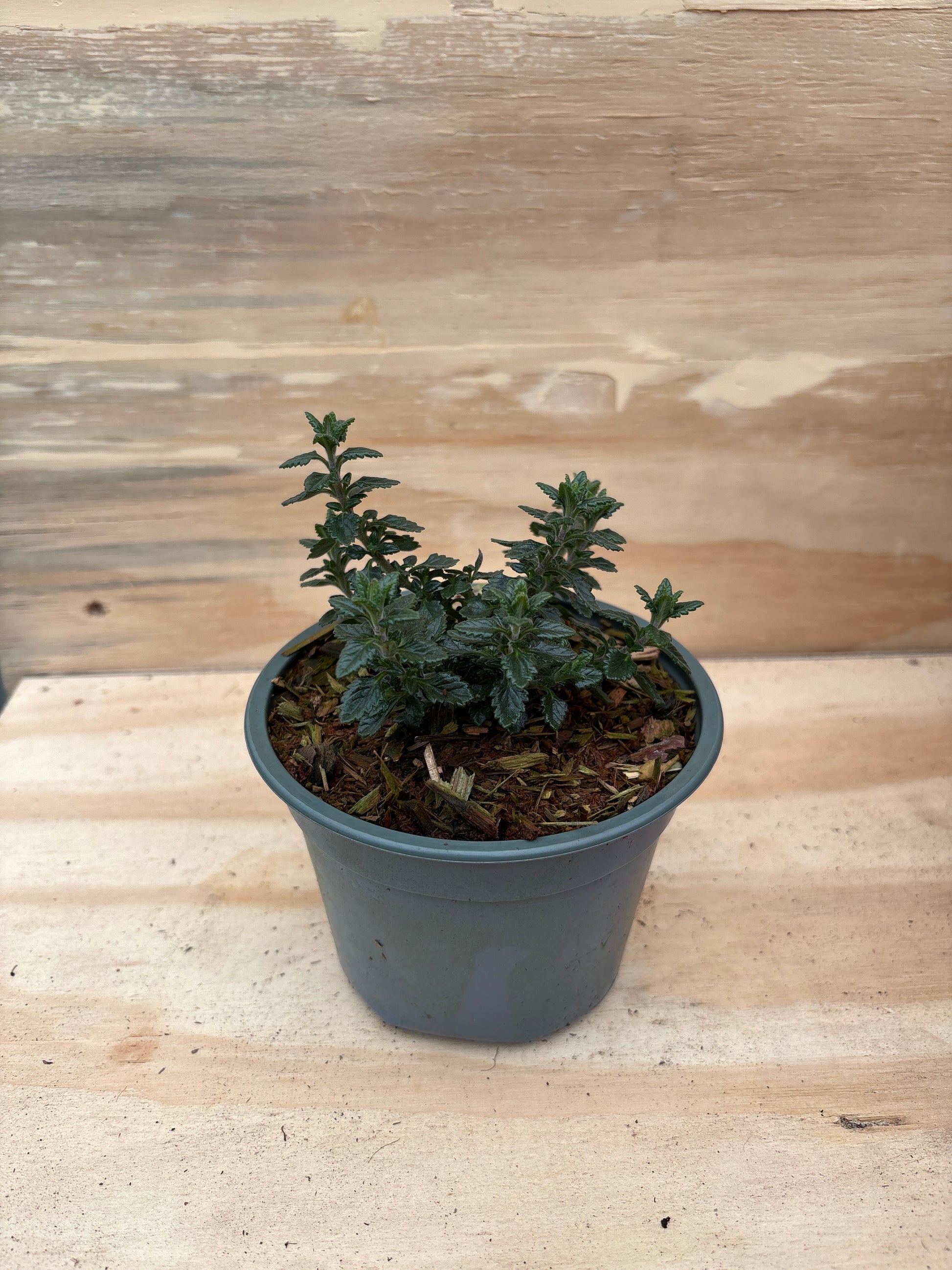 Teucrium vaste plant
