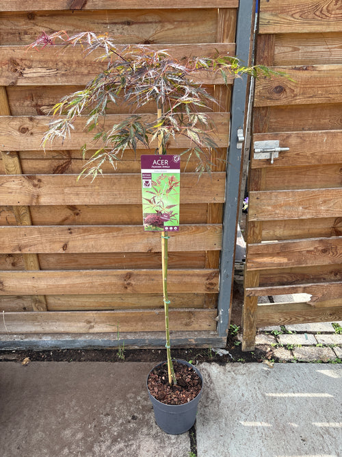 Acer (Japanse esdoorn)