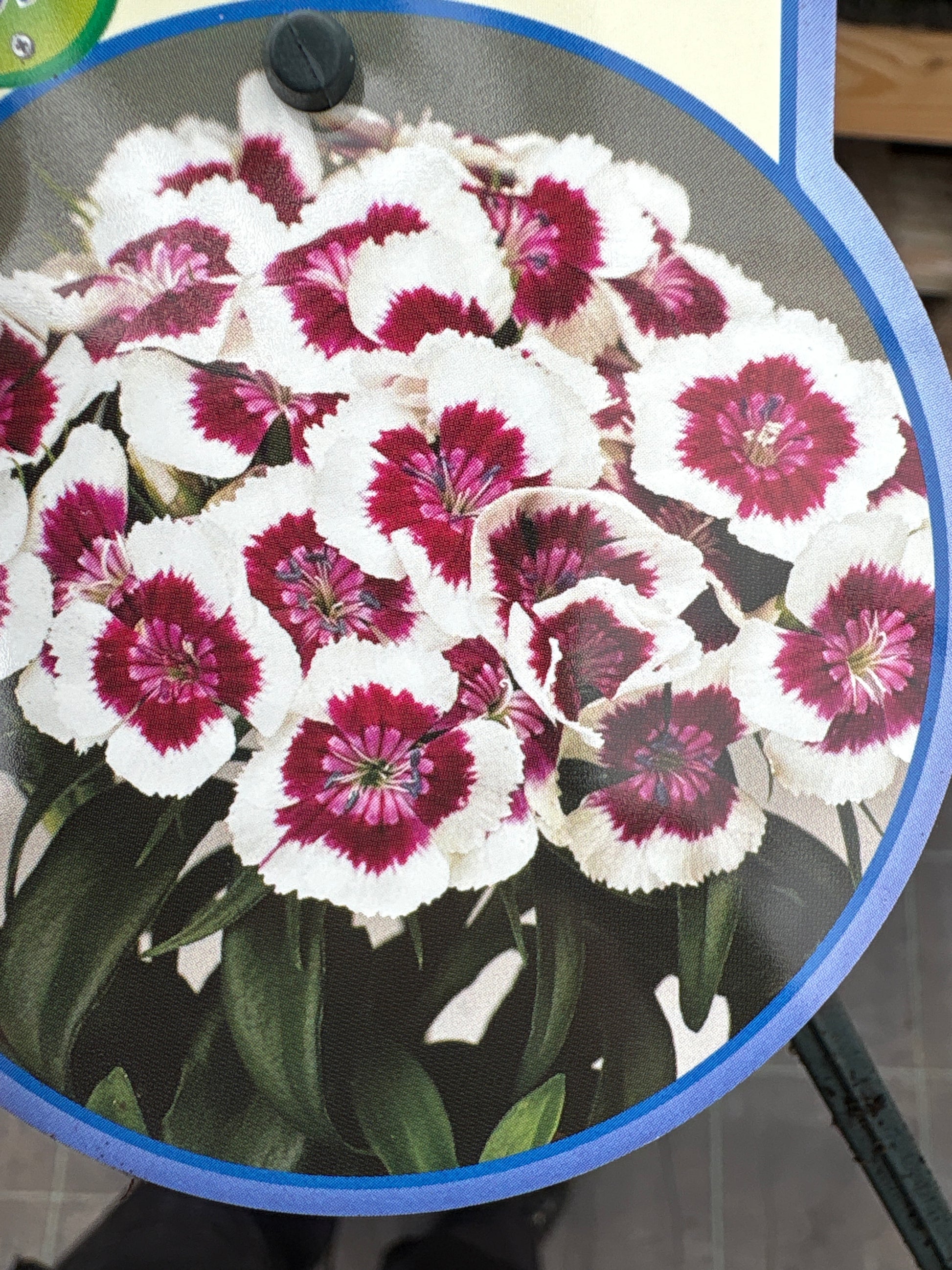 Dianthus barbarini vaste plant