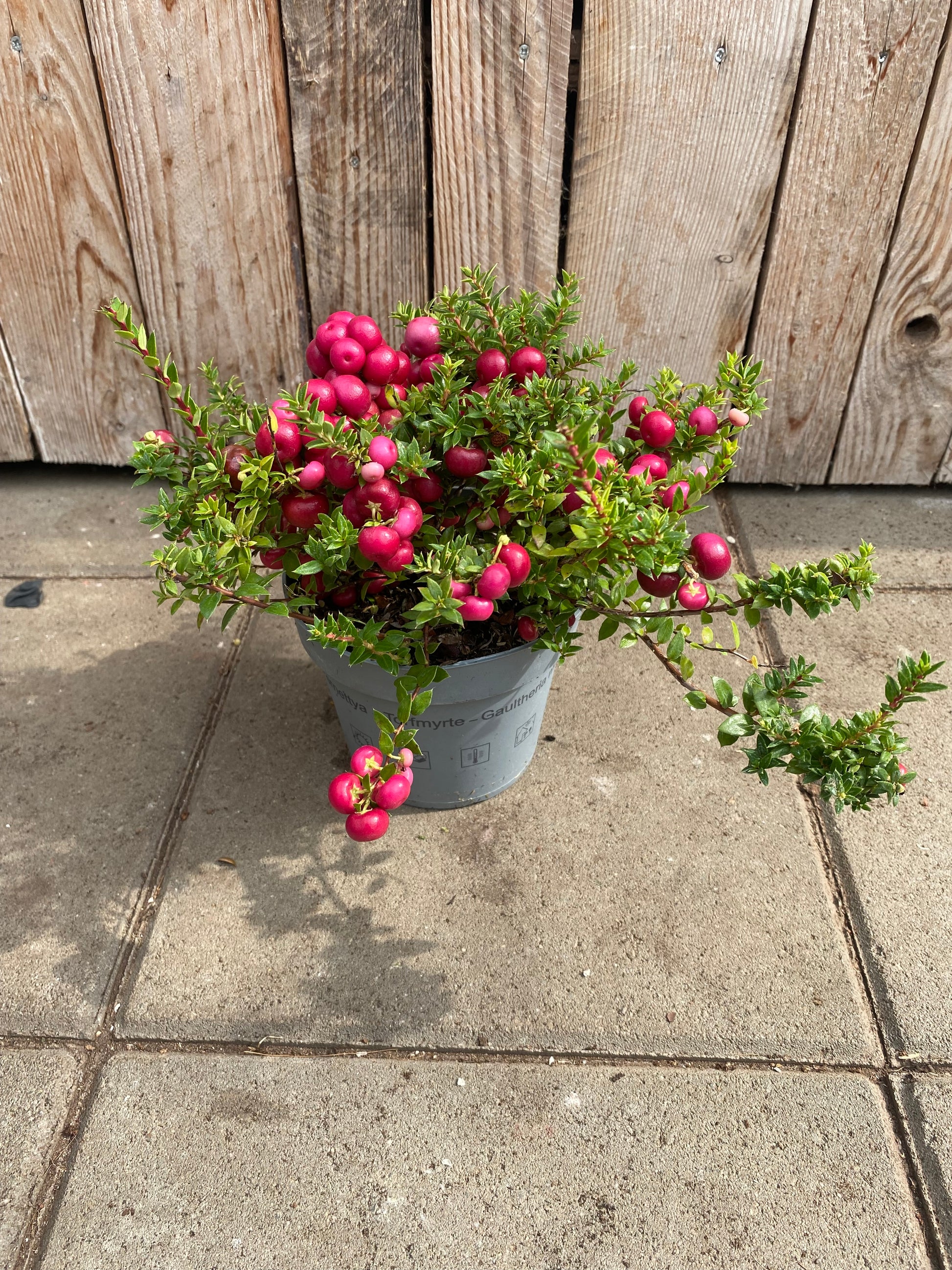 Gaultheria mucronata