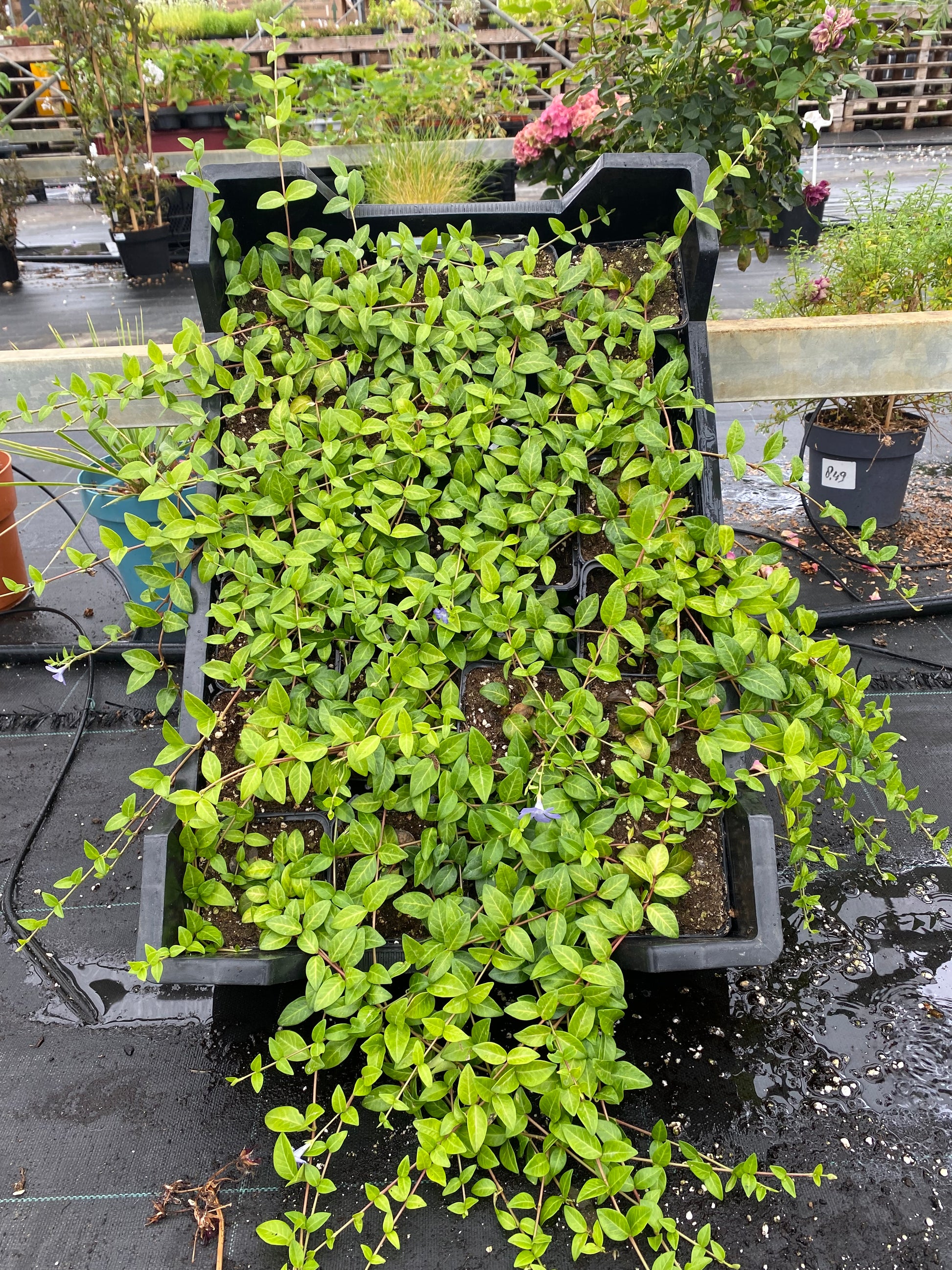 Vinca