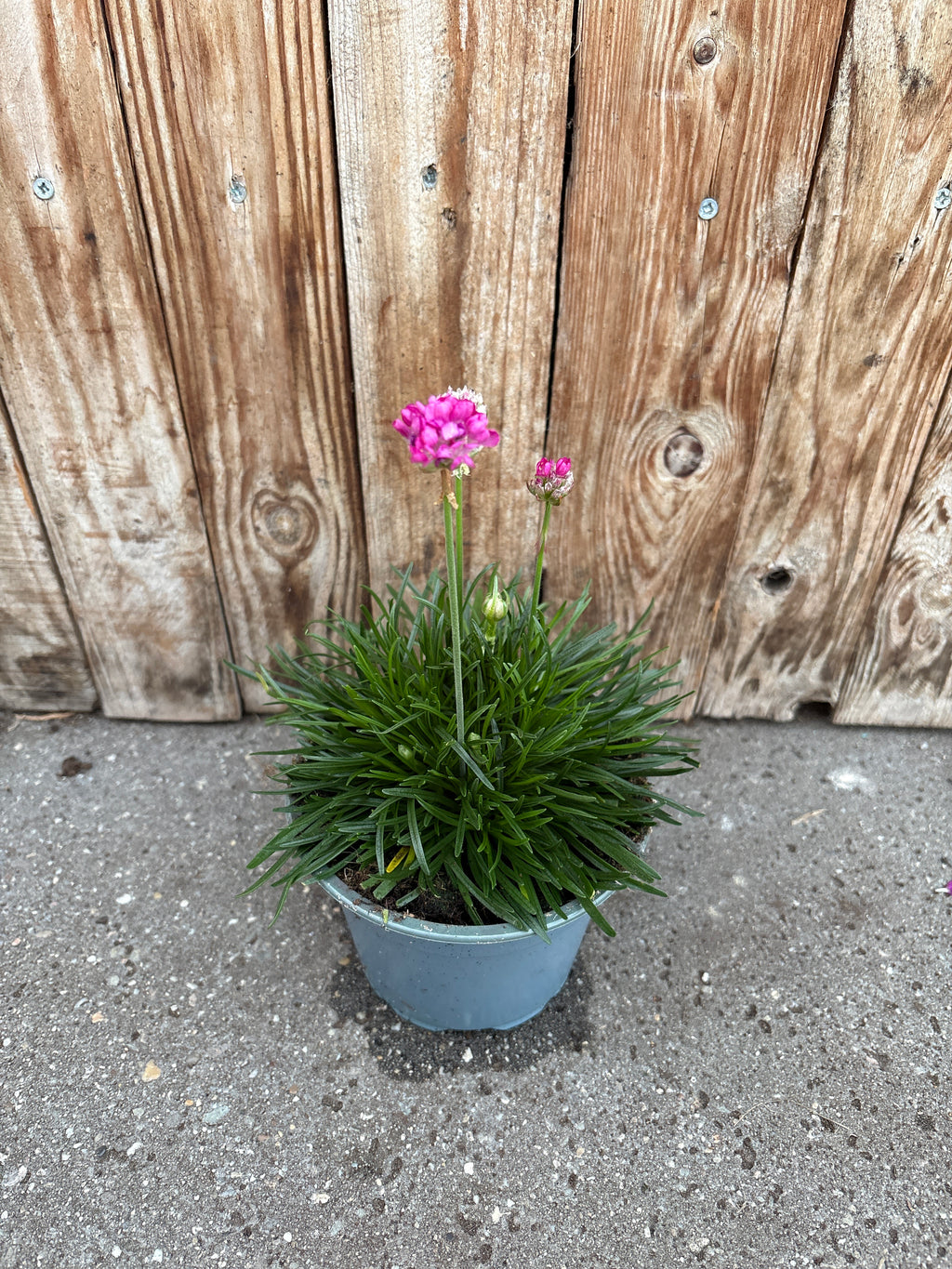 Armeria maritima vaste plant