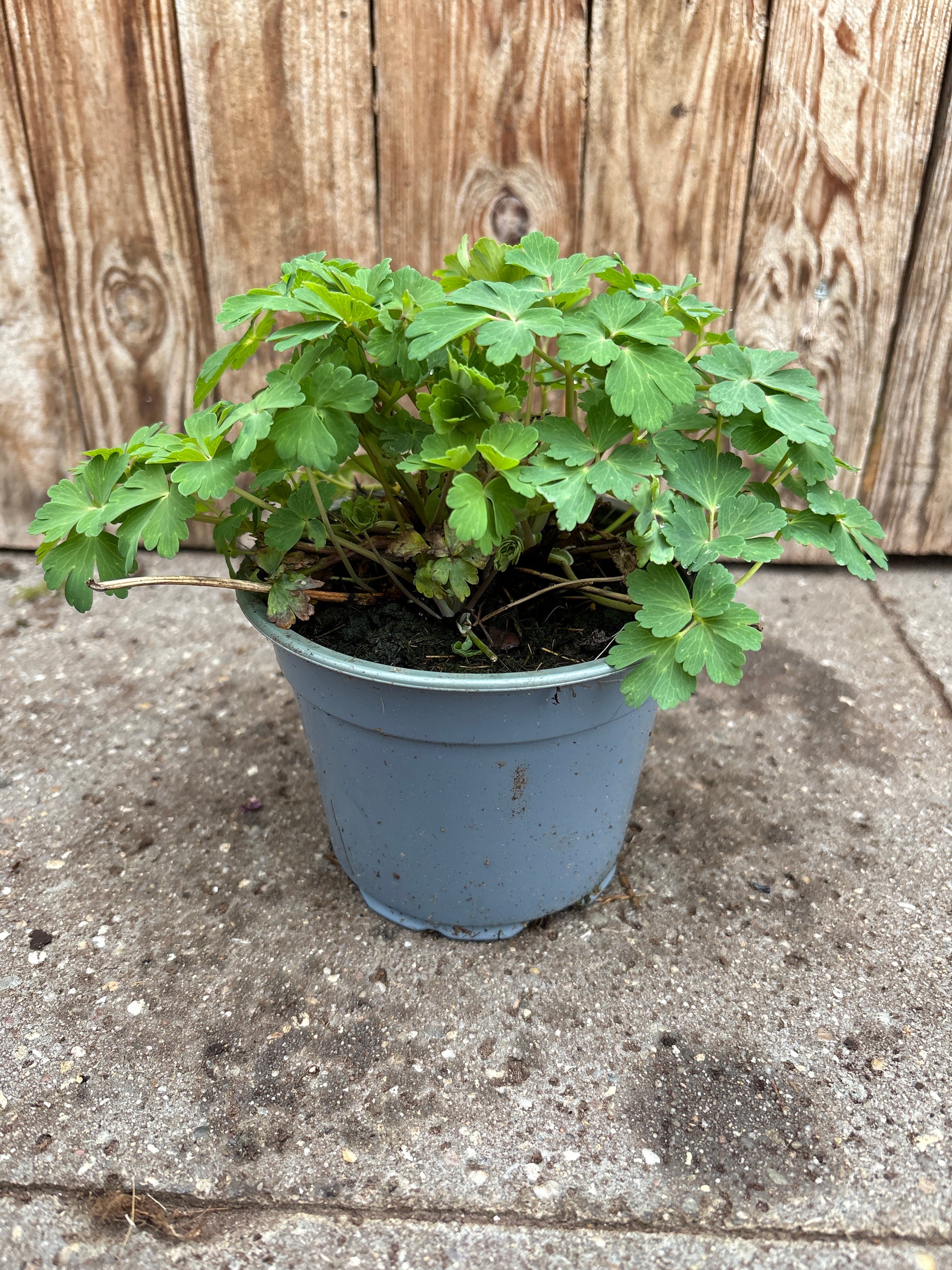 Aquilegia caer perennial plant